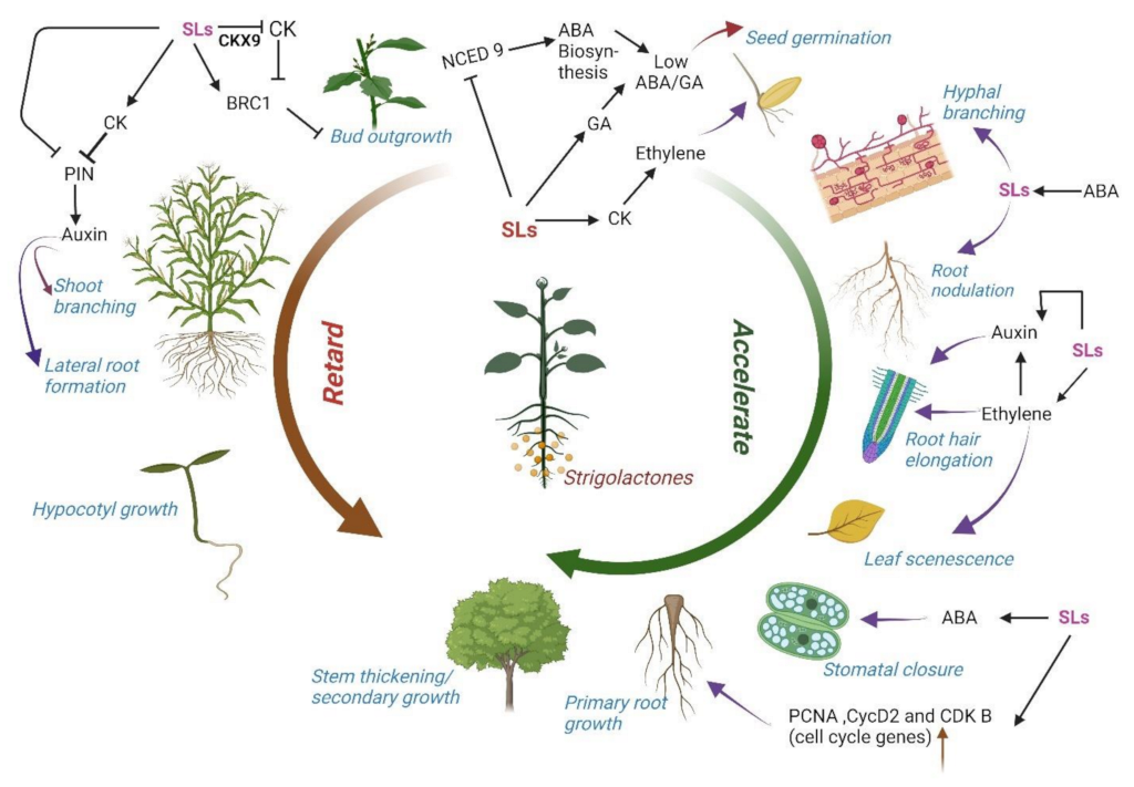Plants 11 02604 g006 Plants 11 02604 g006