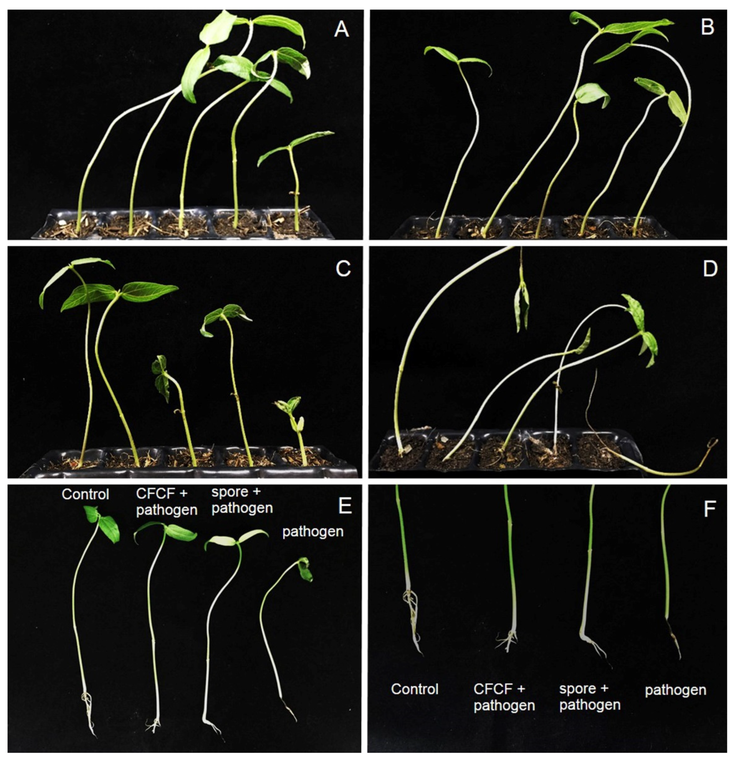 Plants | Free Full-Text | A Rhizobacterium, Streptomyces albulus 