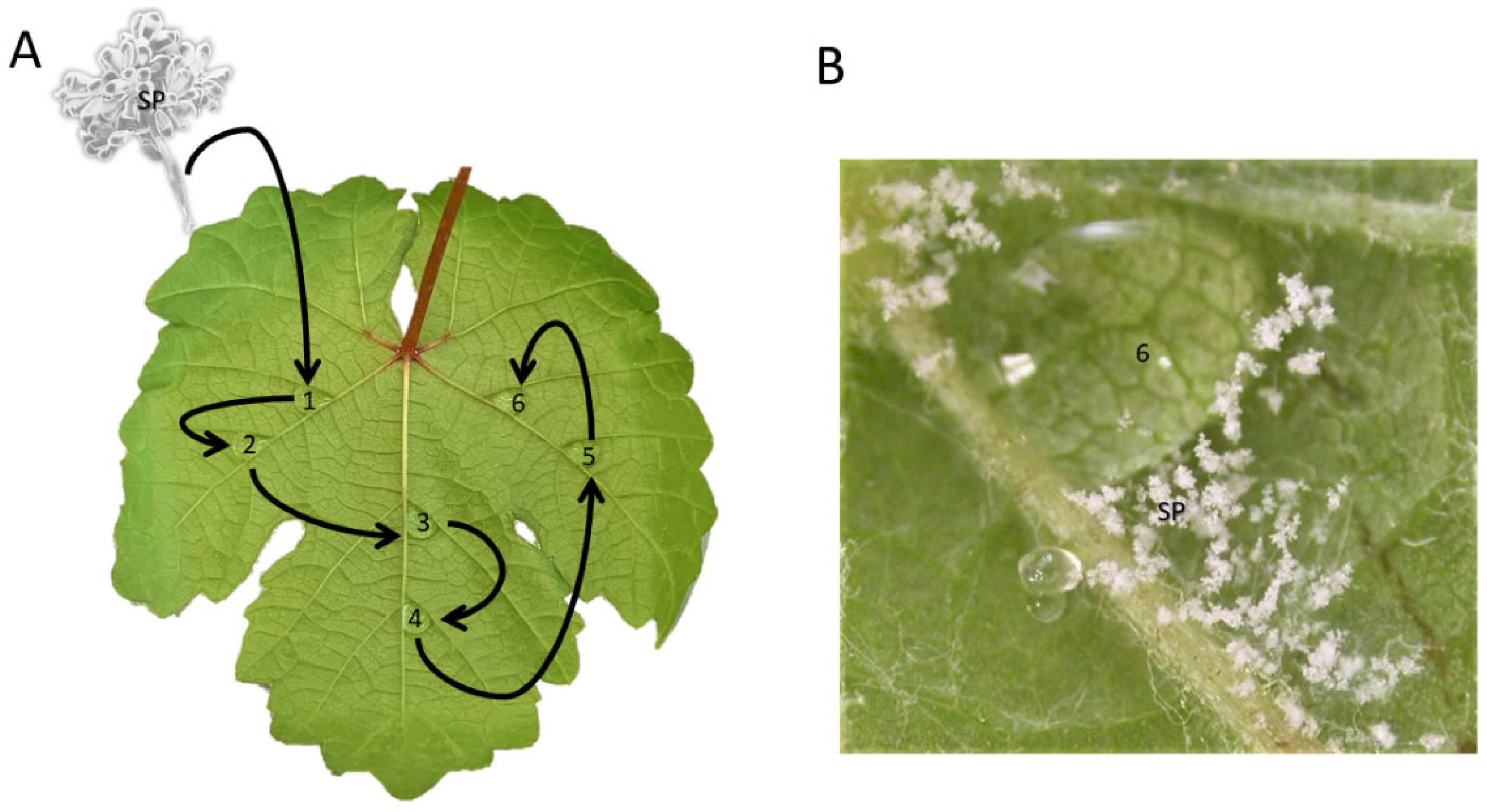 Plants 11 02619 g005