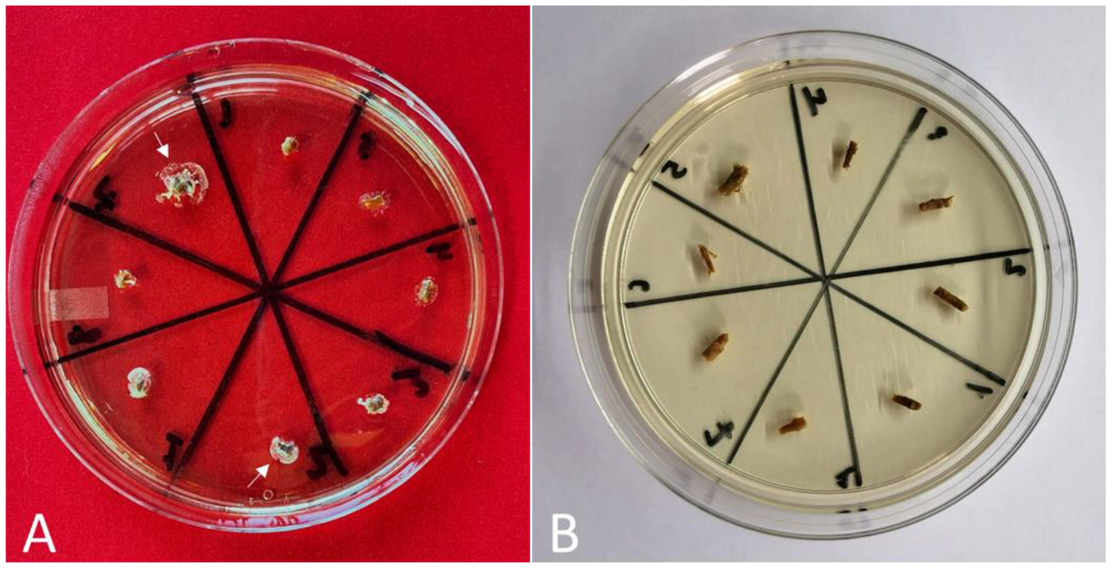 Plants 11 02624 g001 Plants 11 02624 g001