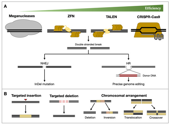 Genomic transformation and social organization during the Copper