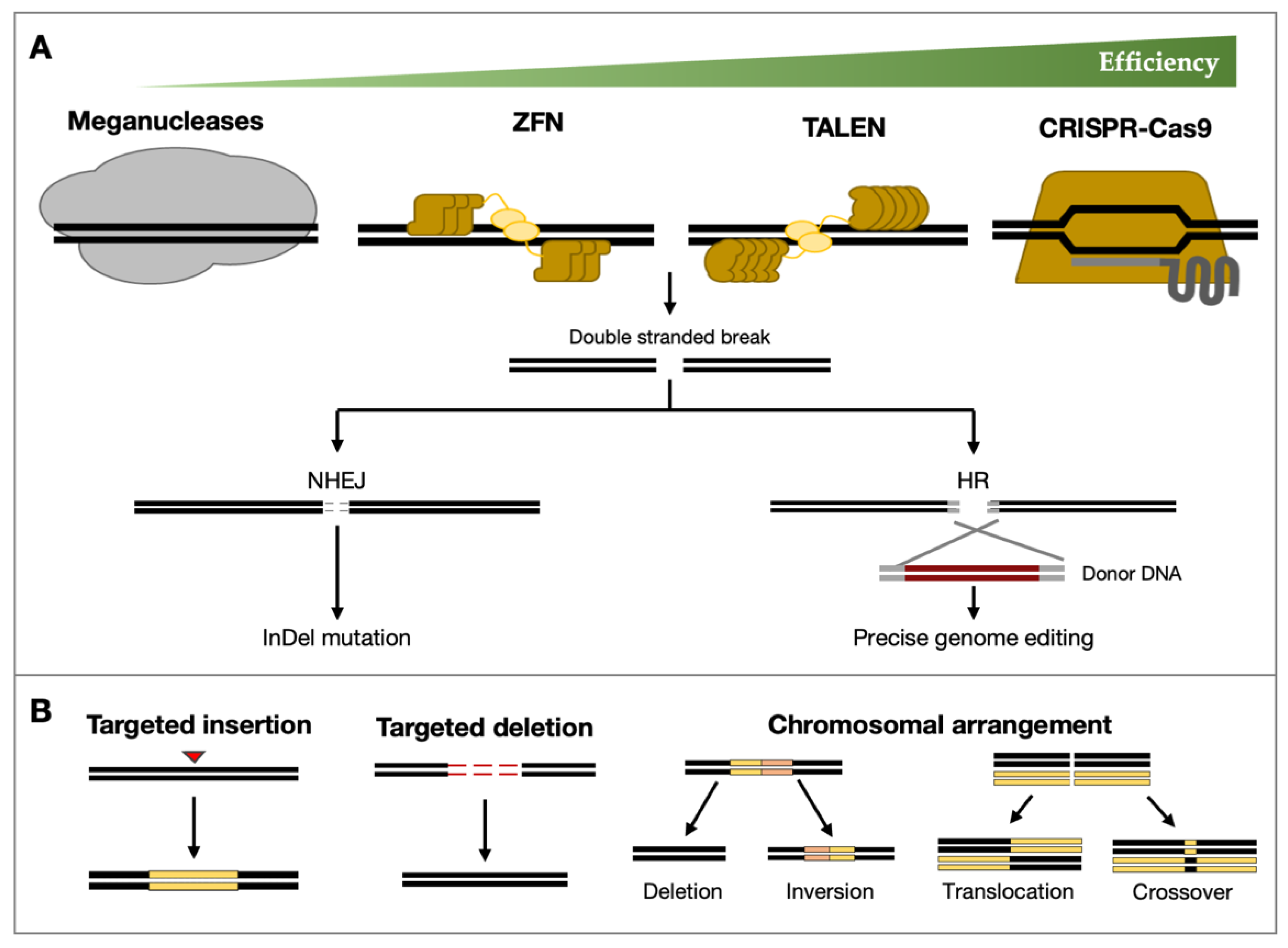 Plants | Free Full-Text | Genome Editing for Sustainable Crop 