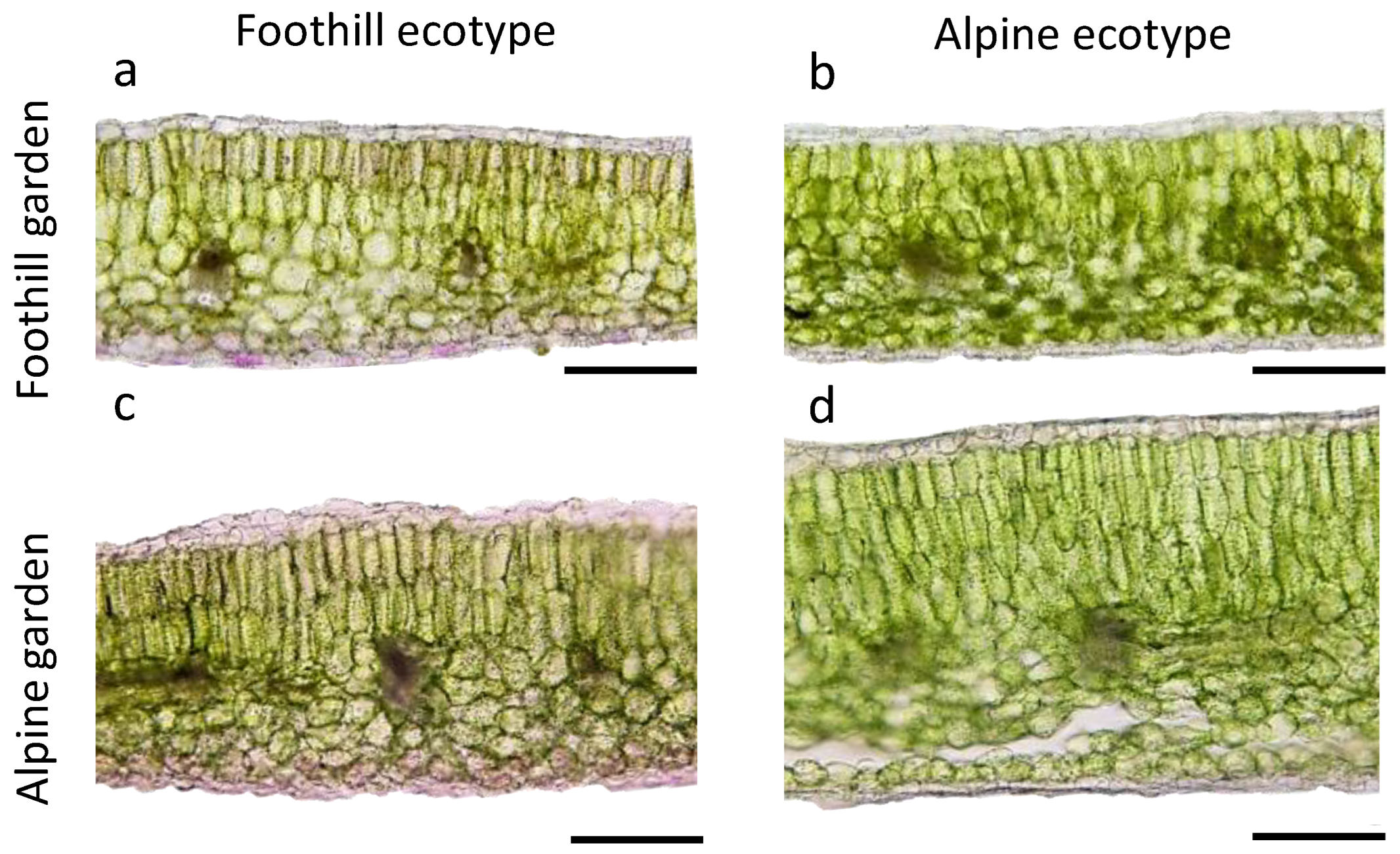 Plants 11 02626 g004