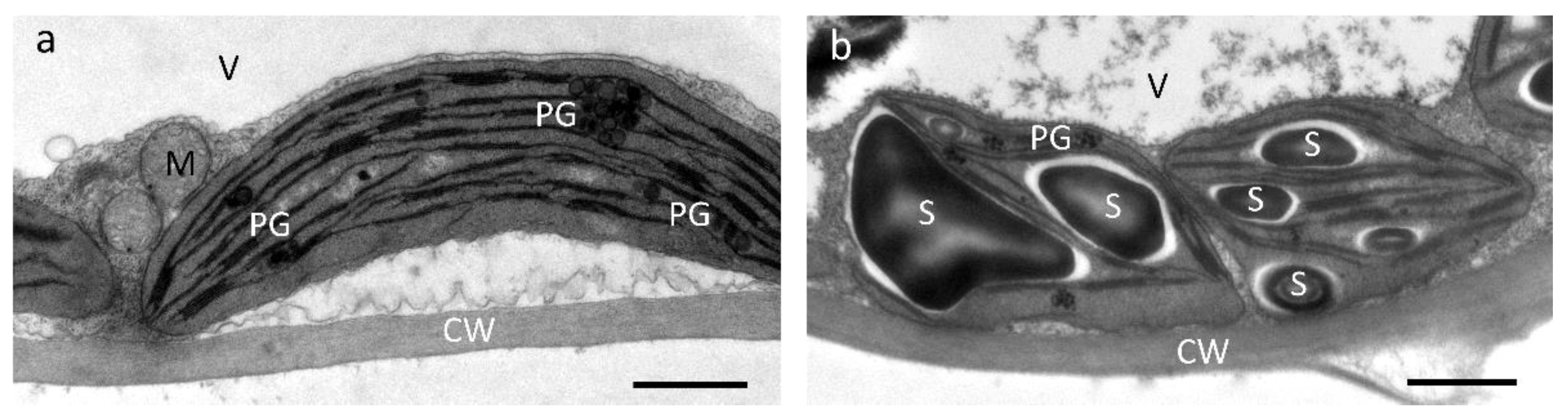 Plants 11 02626 g005