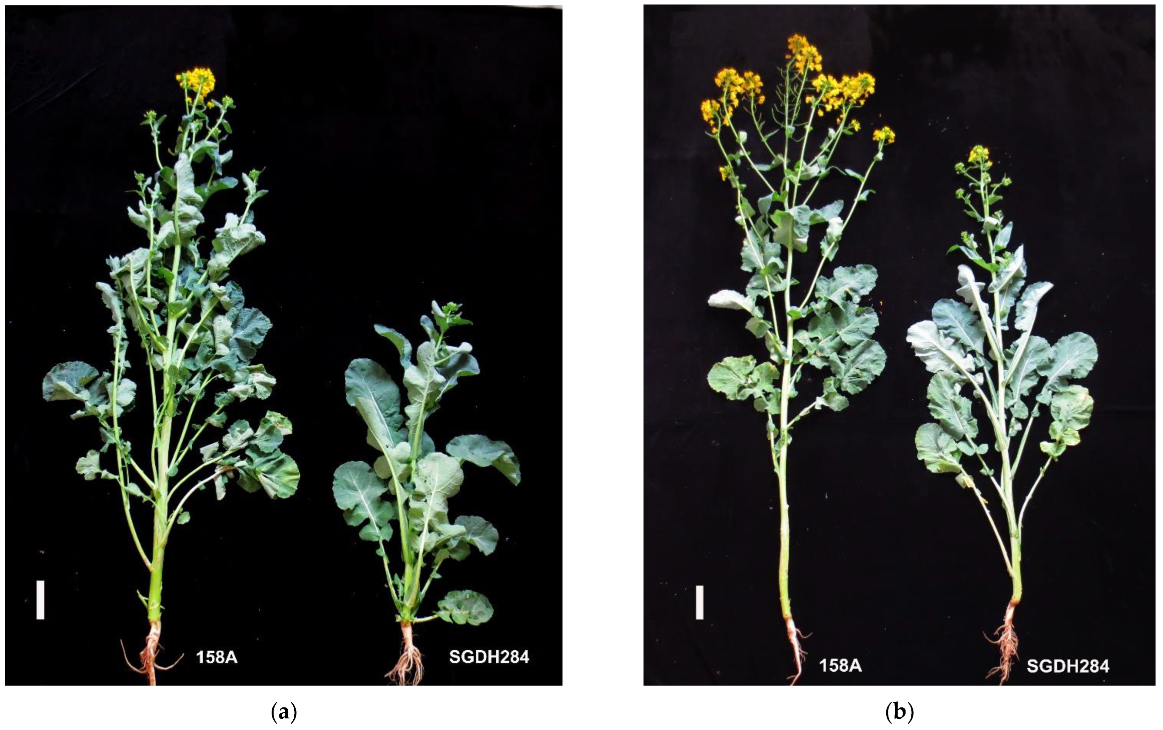 Plants 11 02635 g001