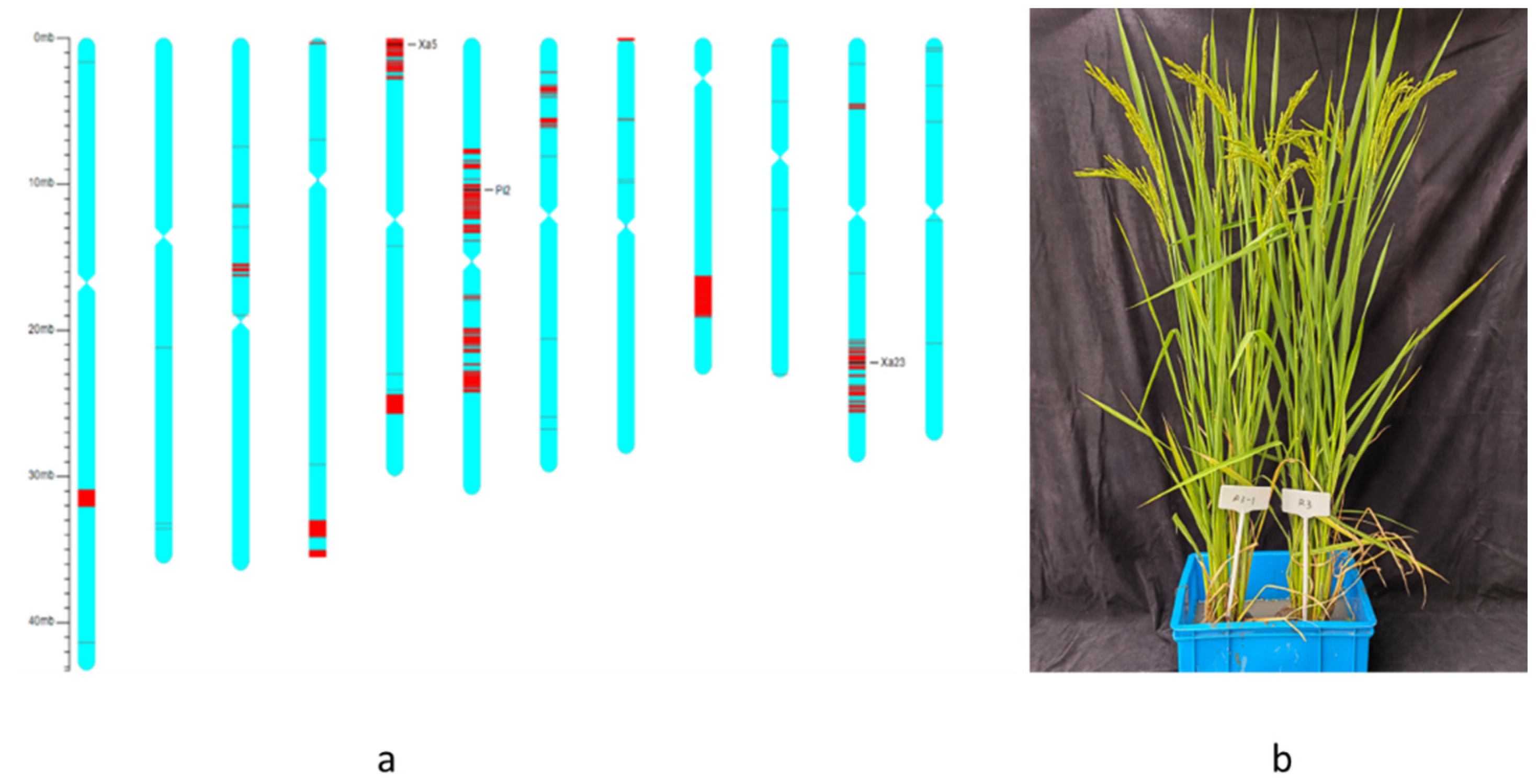 Plants | Free Full-Text | Molecular Breeding of Water-Saving and 
