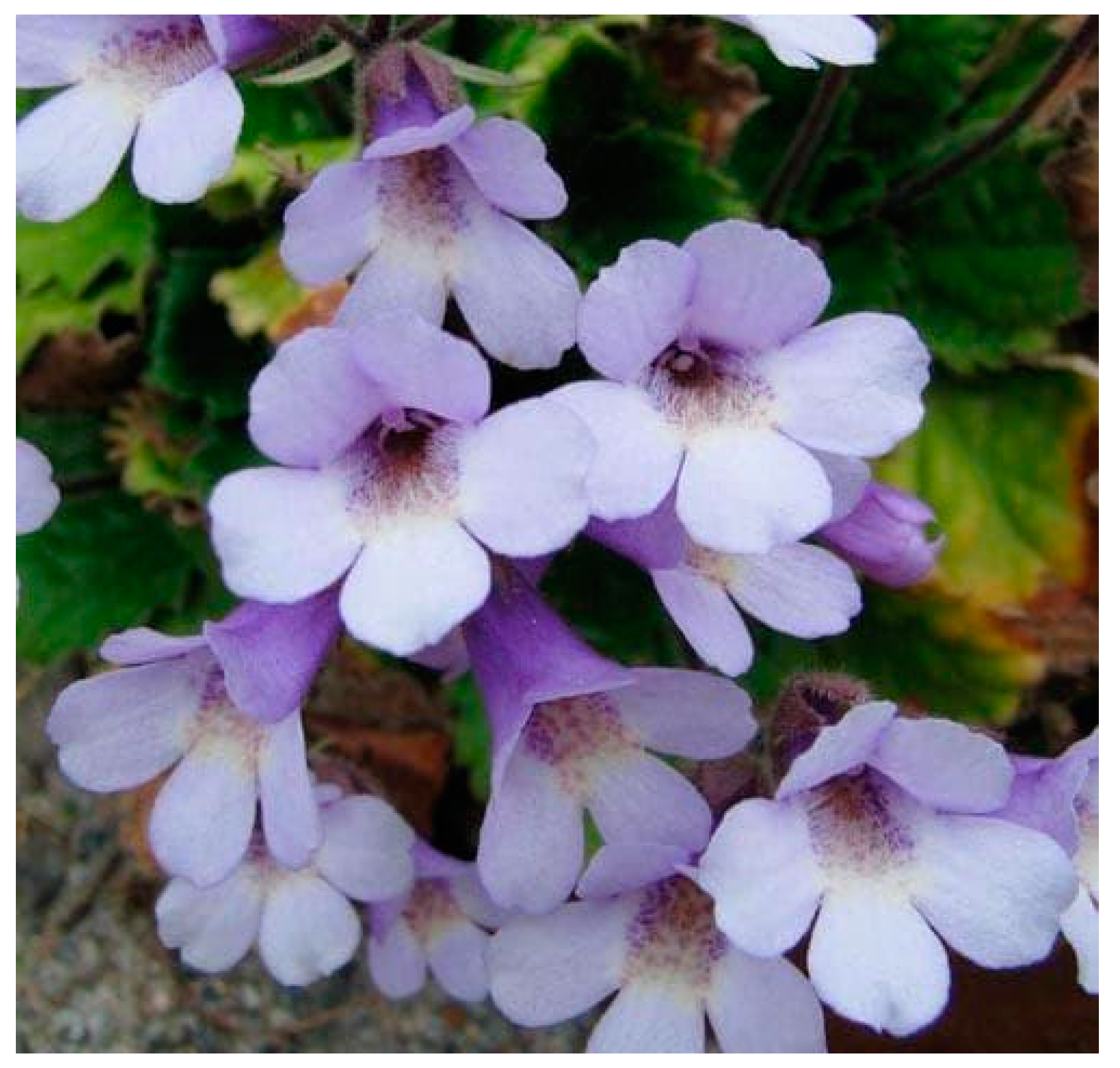 Plants 11 02655 g003 Plants 11 02655 g003