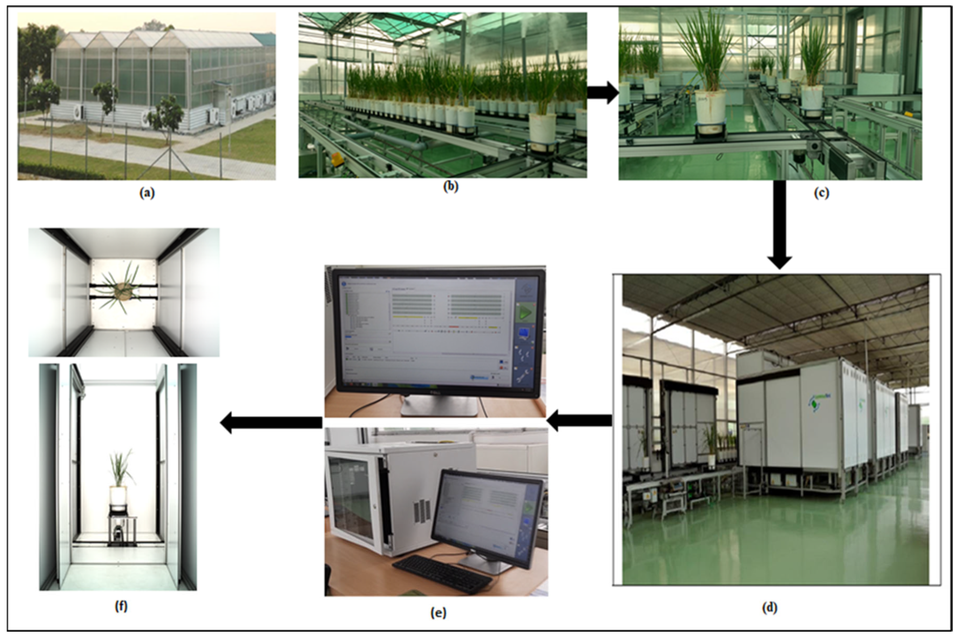 Analysing Seeds - LemnaTec