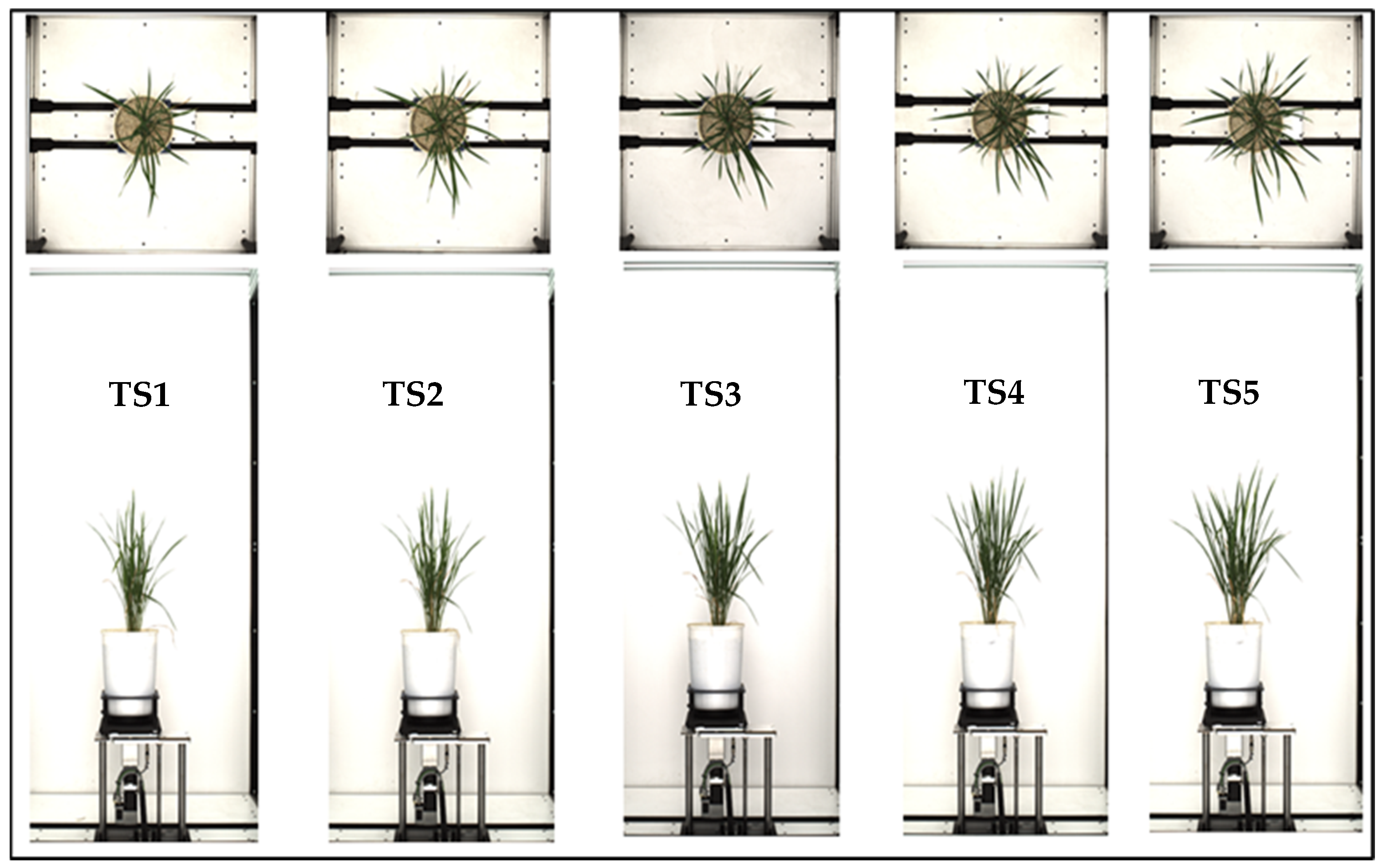 Plants 11 02663 g002