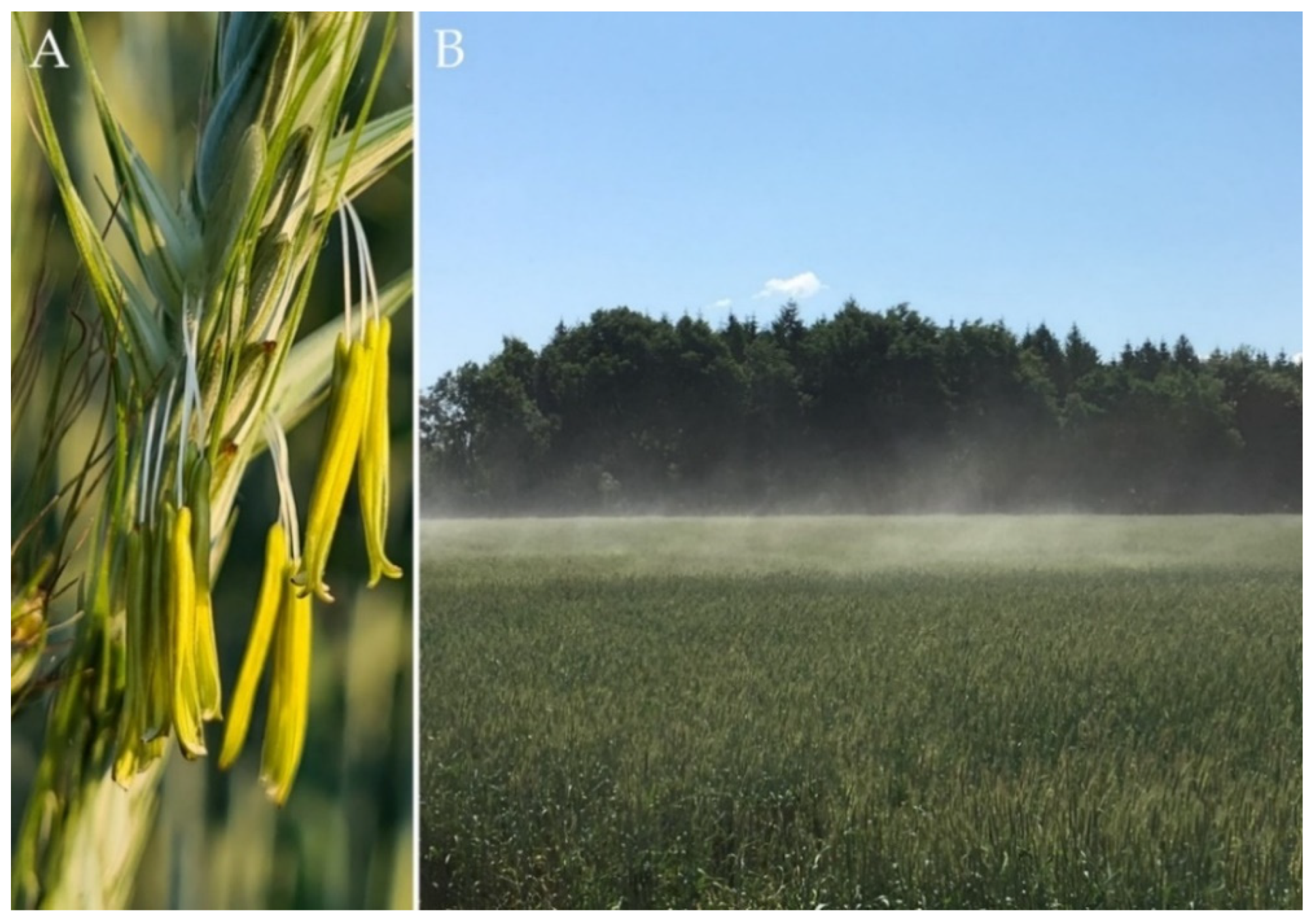 Improving Yield and Yield Stability in Winter Rye by Hybrid Breeding