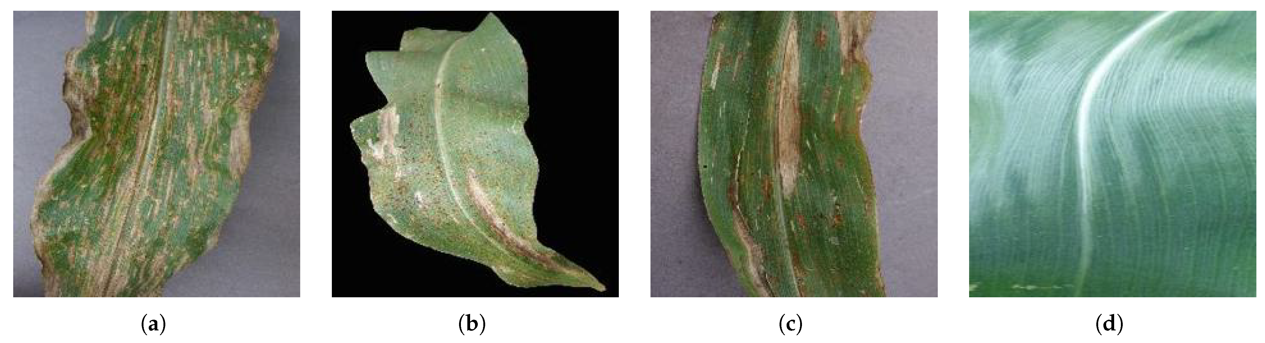 Plants 11 02668 g002