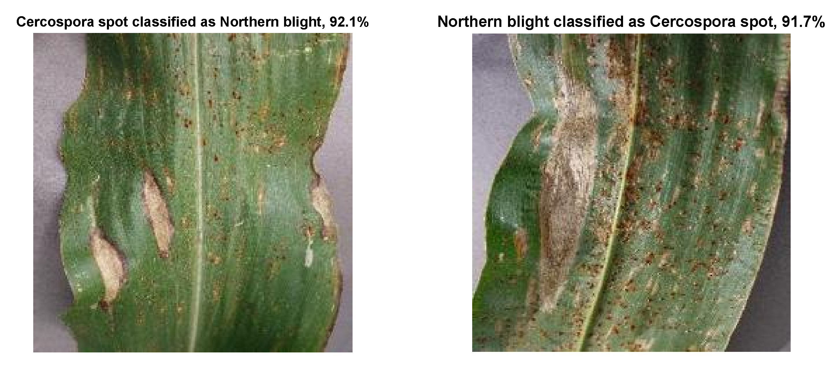 Plants 11 02668 g004