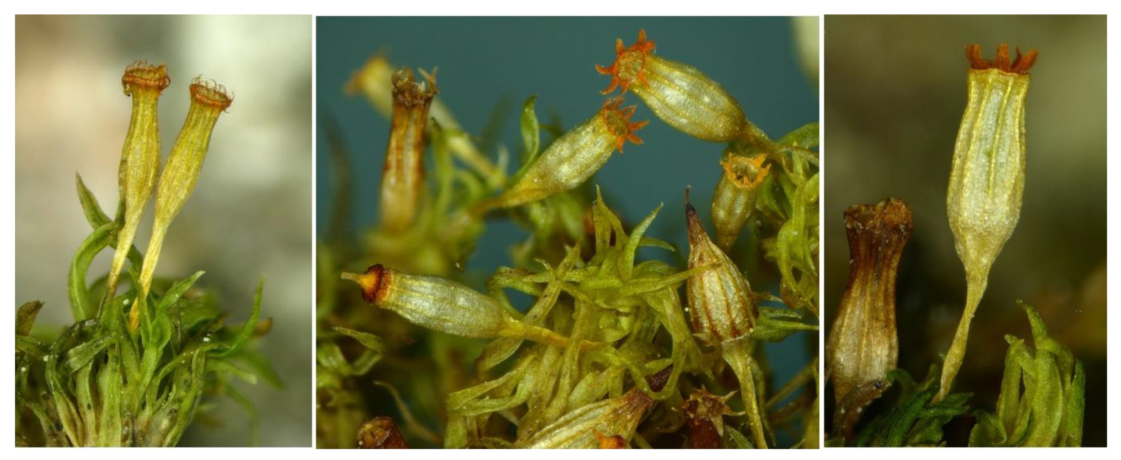 Plants 11 02669 g001