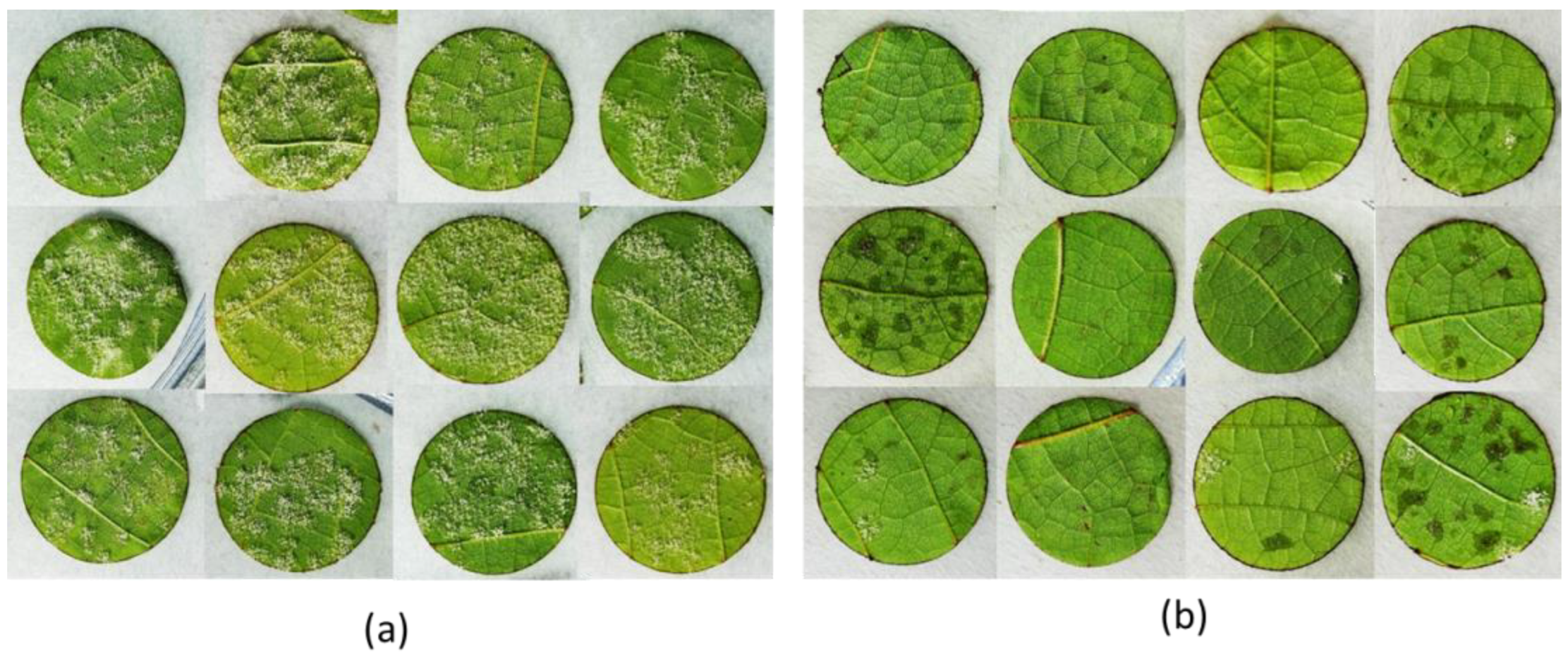 Plants 11 02675 g002