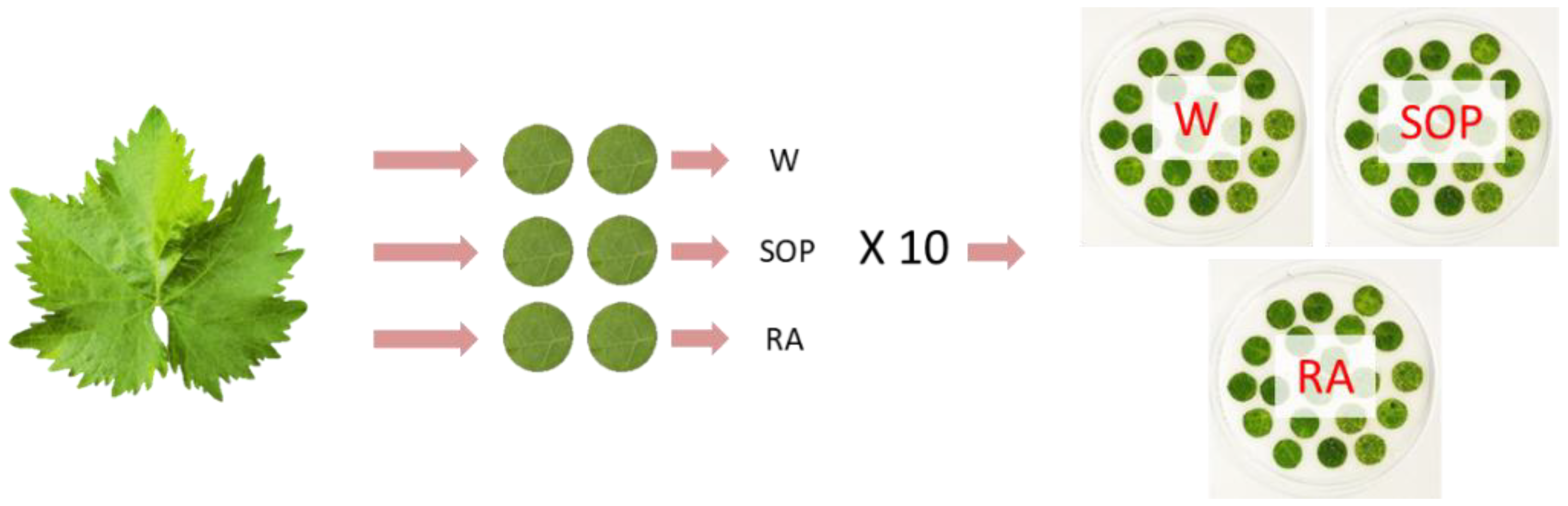 Plants 11 02675 g005