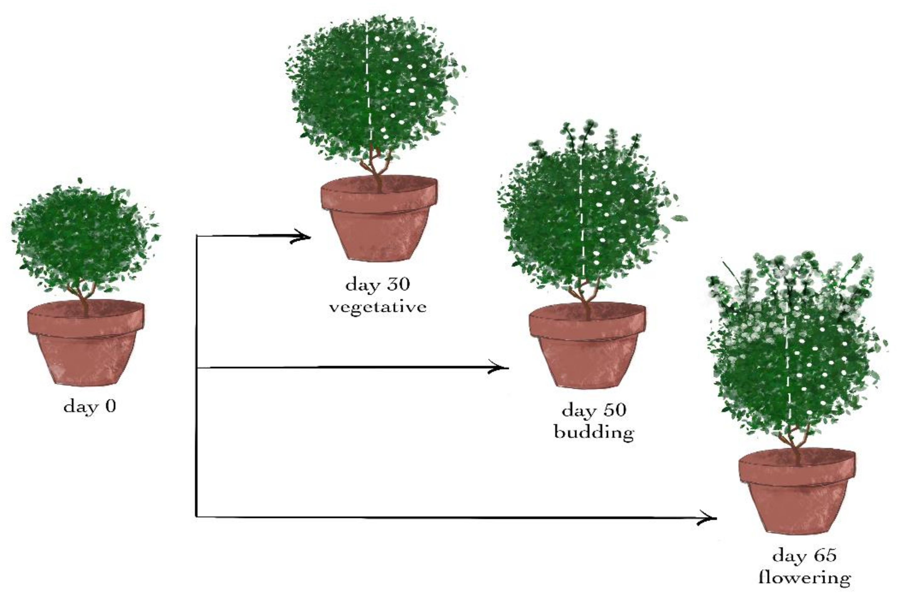 Plants 11 02678 g008