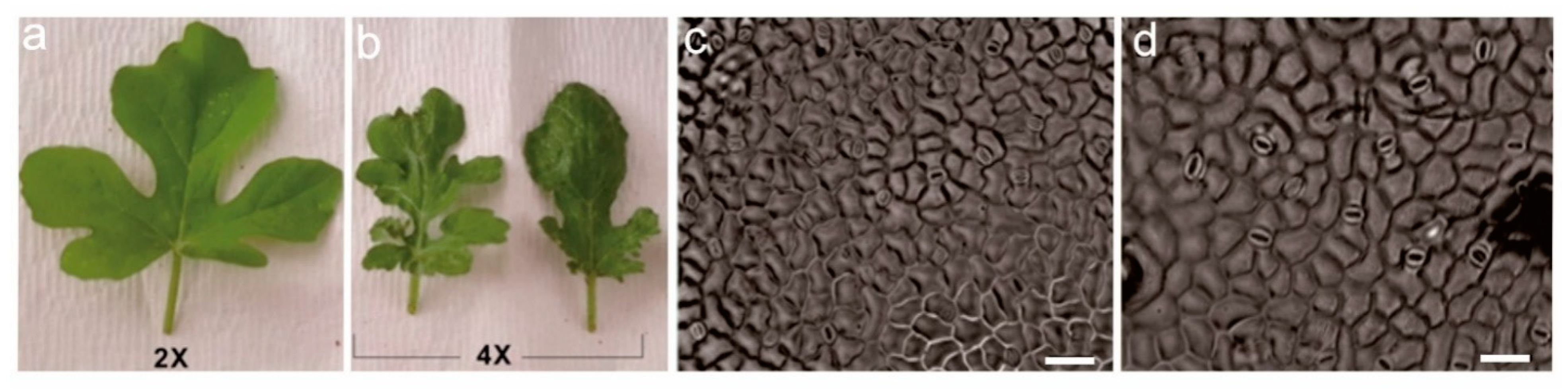 Plants 11 02684 g005 Plants 11 02684 g005