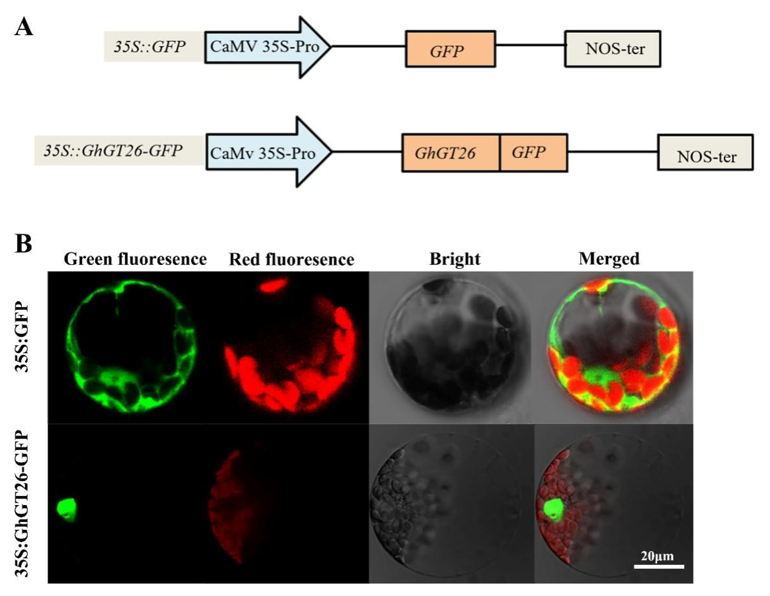 Plants 11 02694 g006 Plants 11 02694 g006