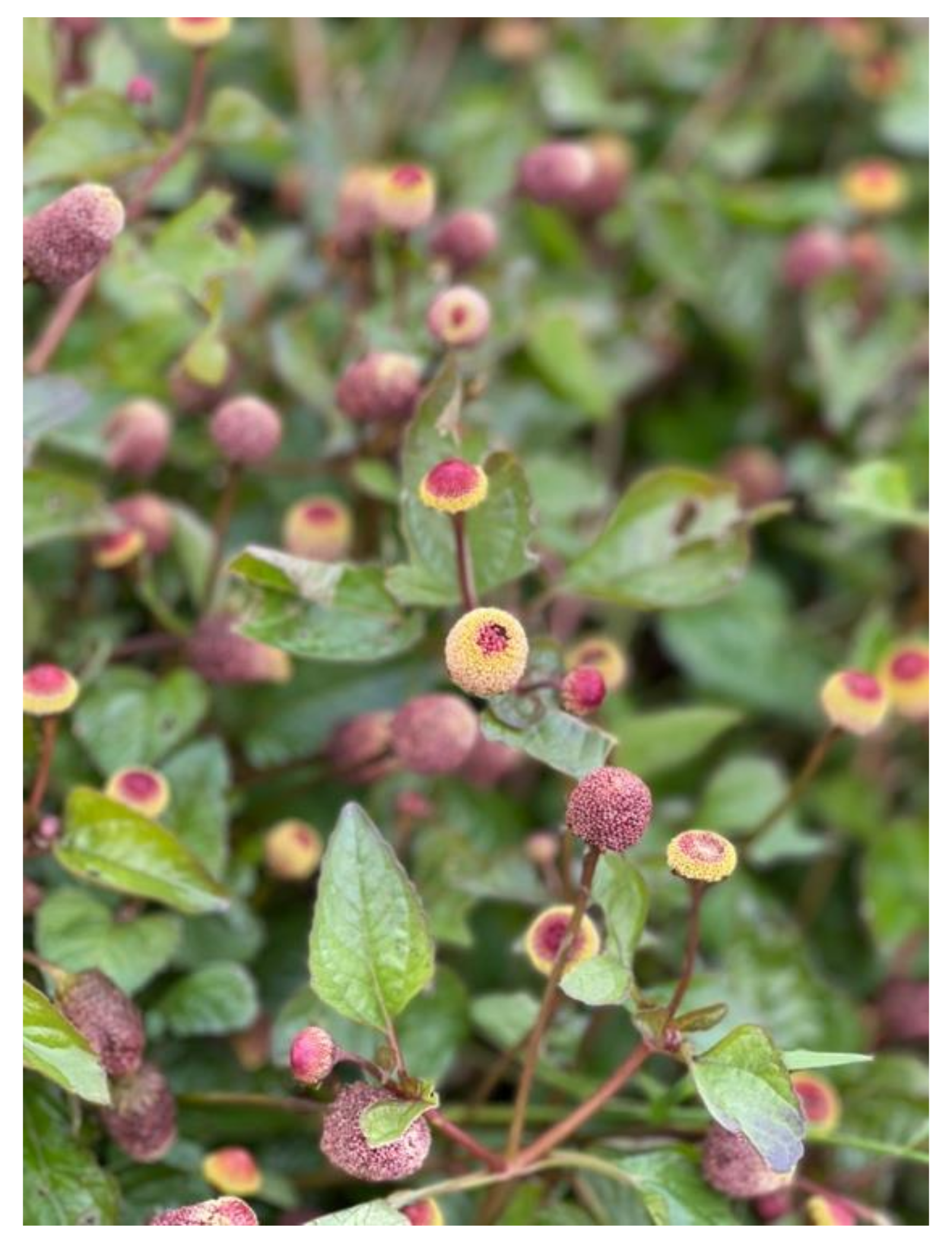 Plants 11 02721 g001