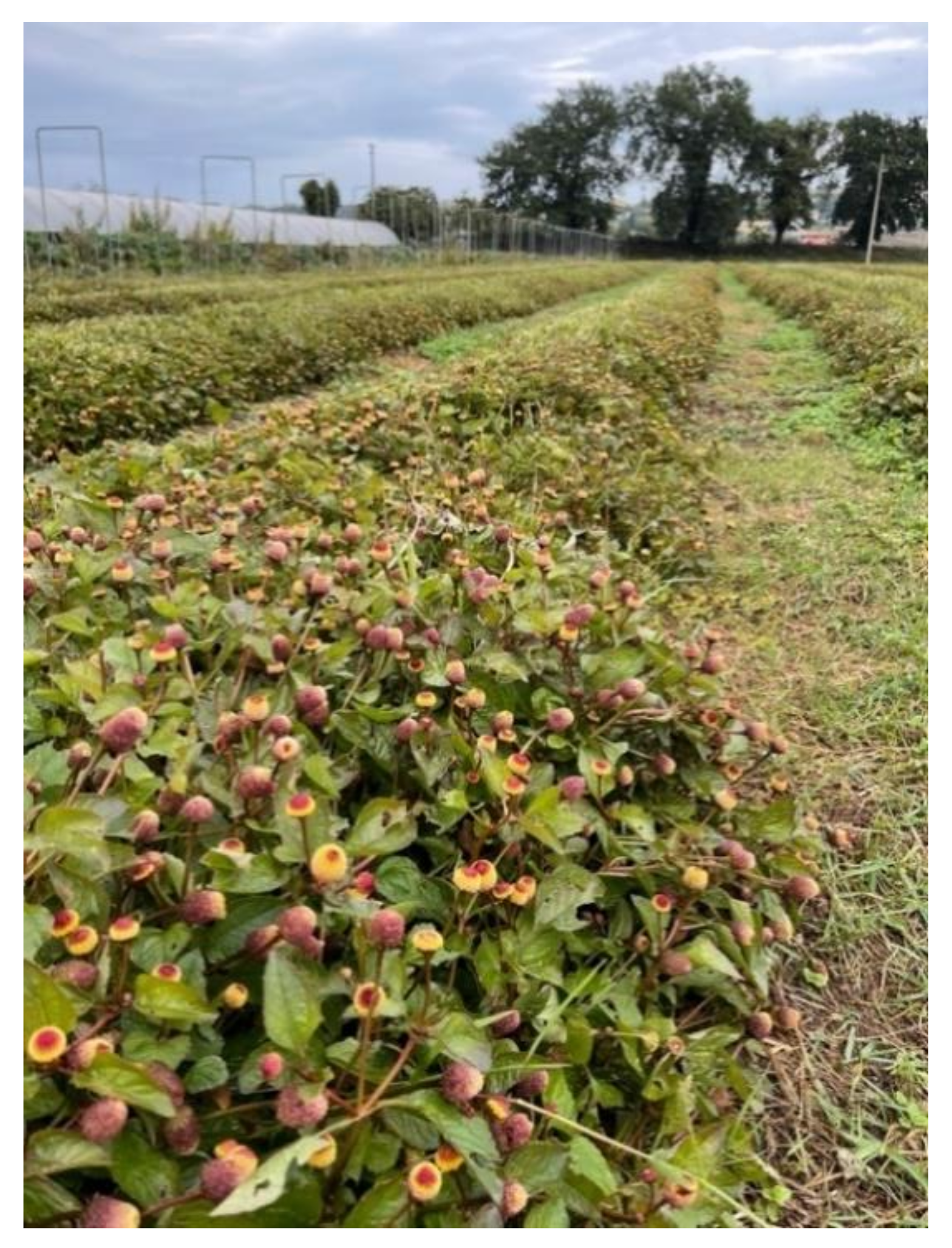 Plants 11 02721 g002