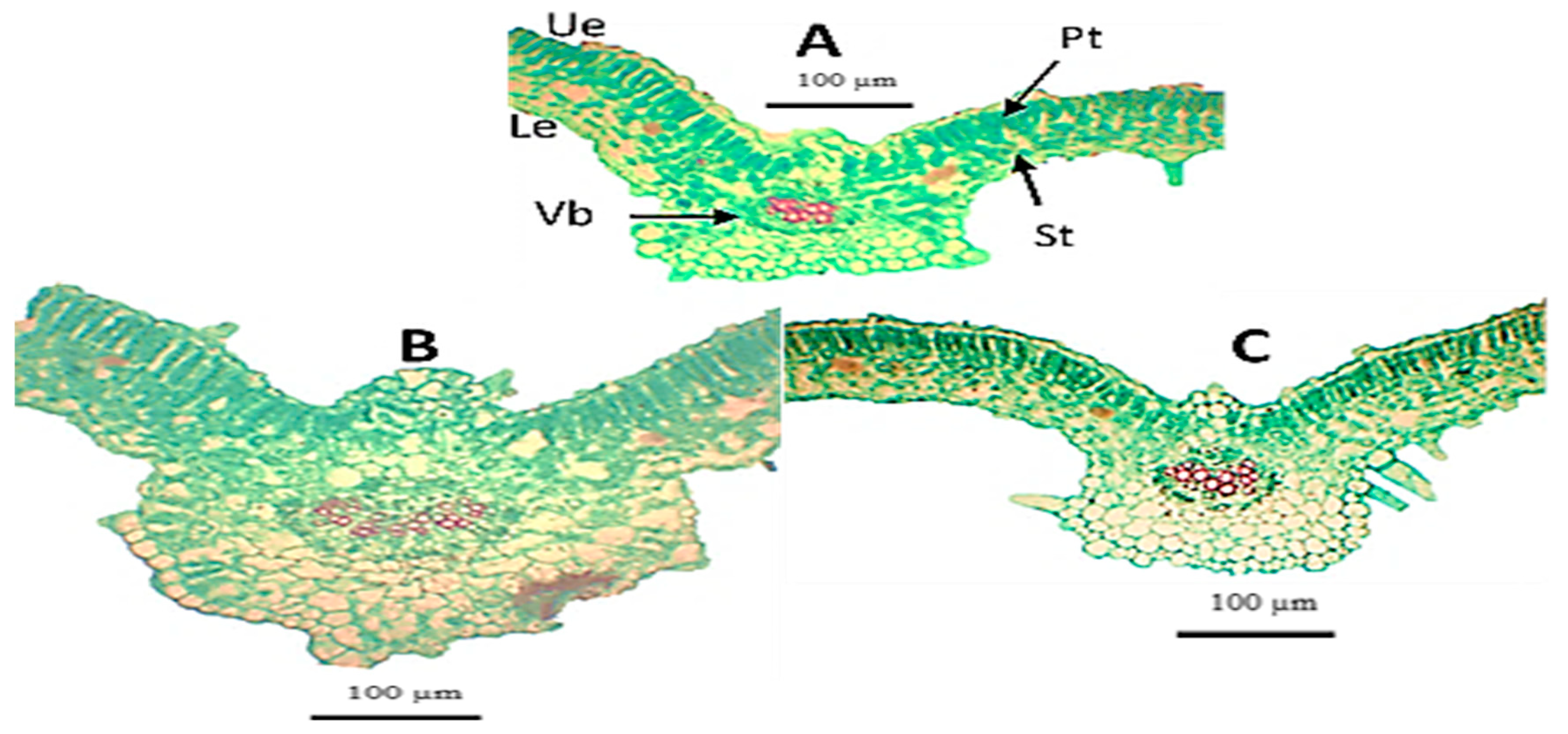 Plants 11 02732 g004 Plants 11 02732 g004