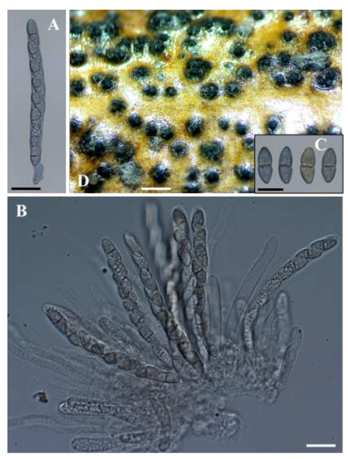 Plants 11 02733 g003 Plants 11 02733 g003