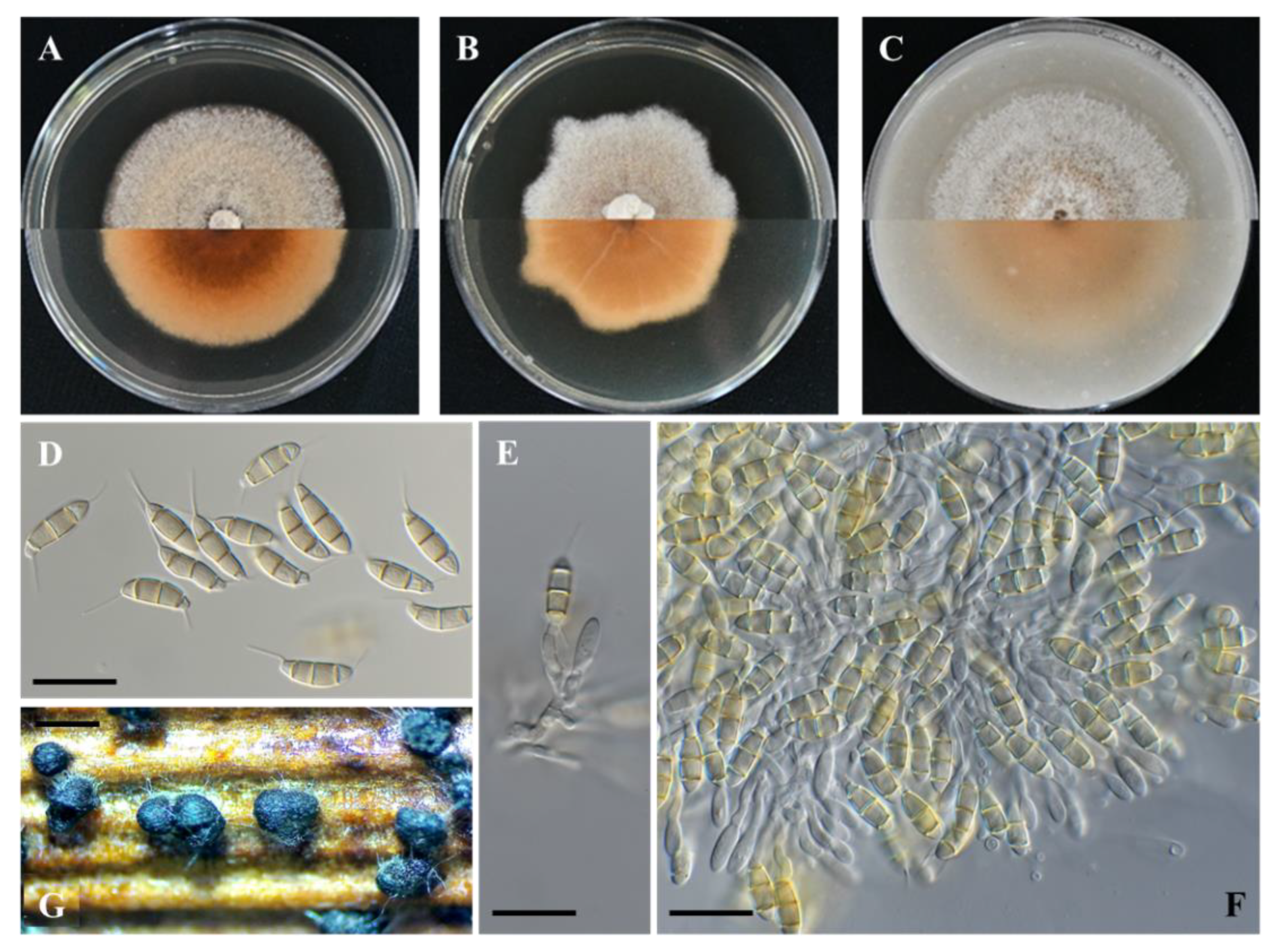 Plants 11 02733 g004 Plants 11 02733 g004