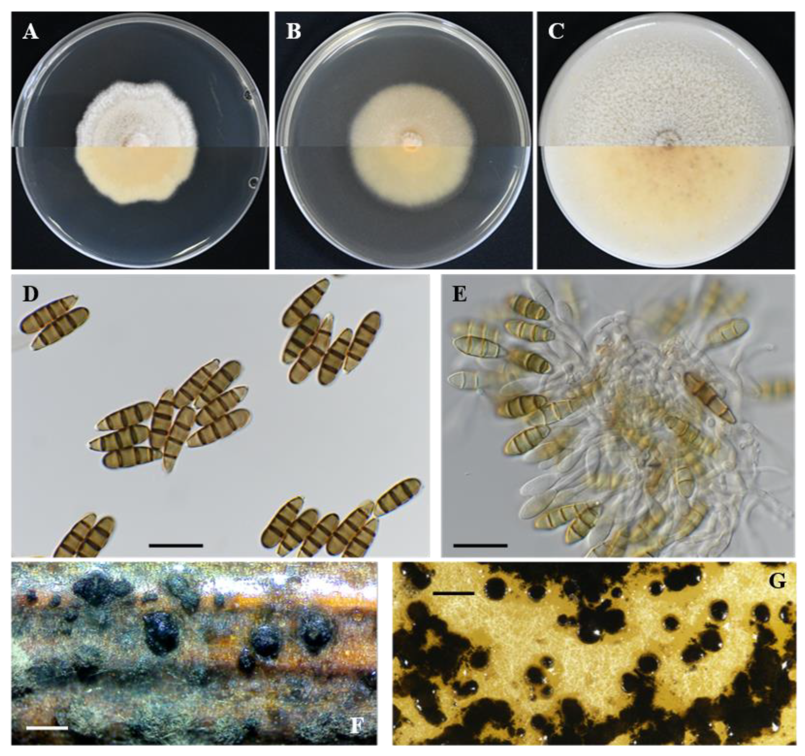 Plants 11 02733 g005 Plants 11 02733 g005