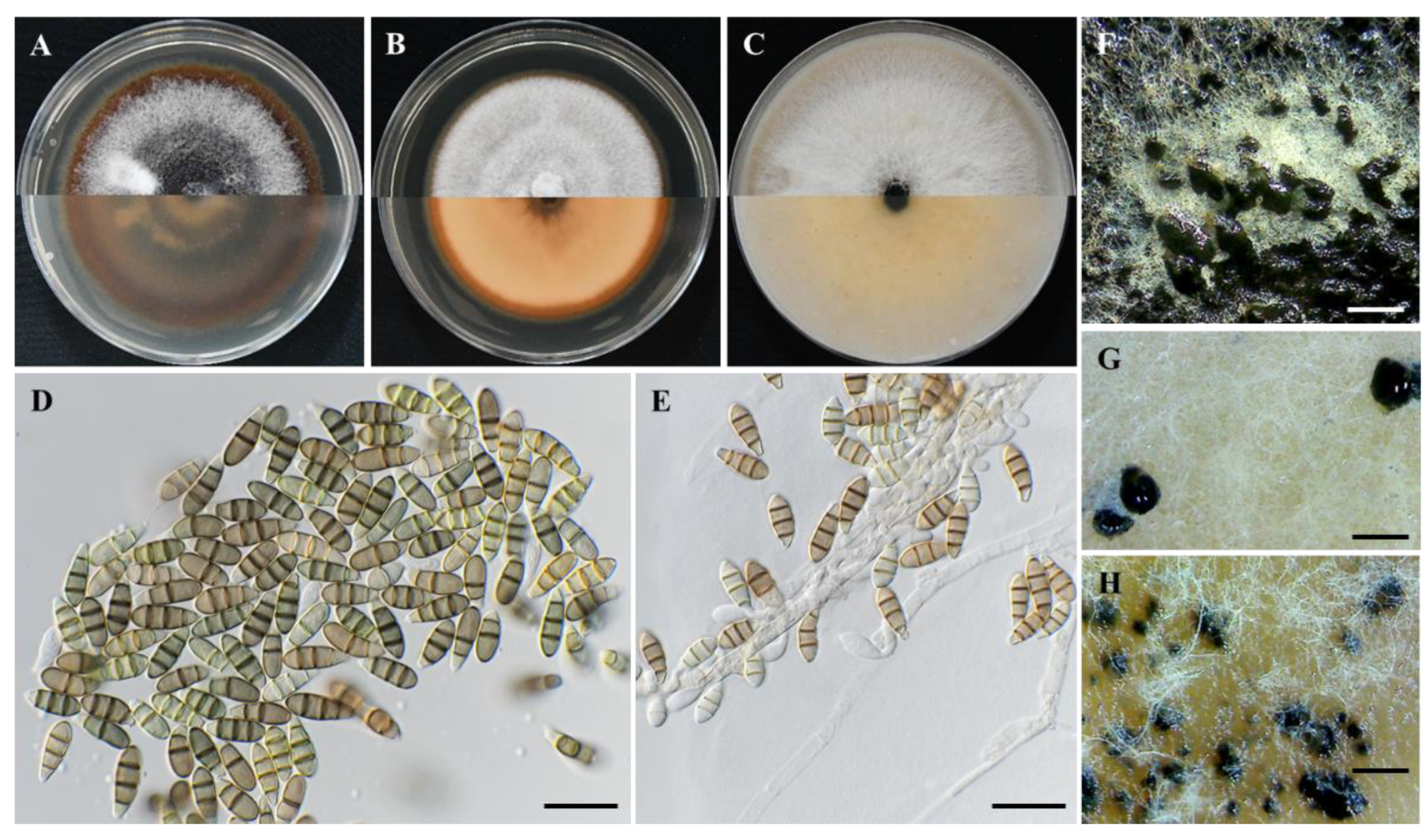 Plants 11 02733 g006 Plants 11 02733 g006