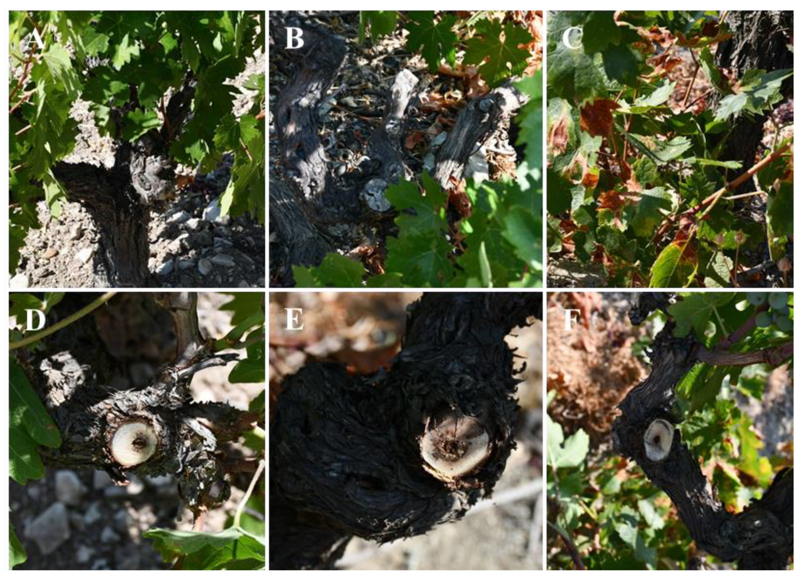 Plants 11 02733 g009 Plants 11 02733 g009