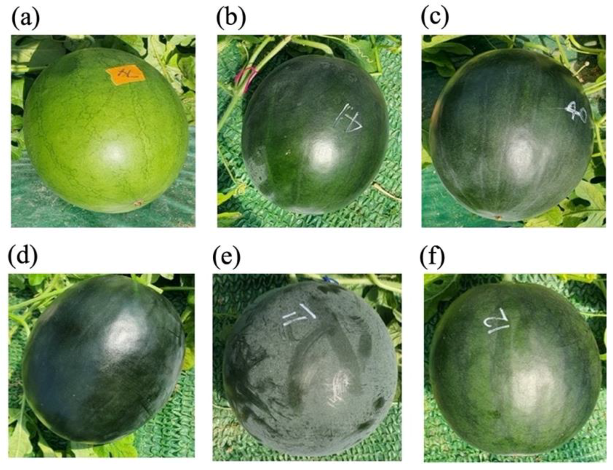 Plants 11 02739 g001 Plants 11 02739 g001