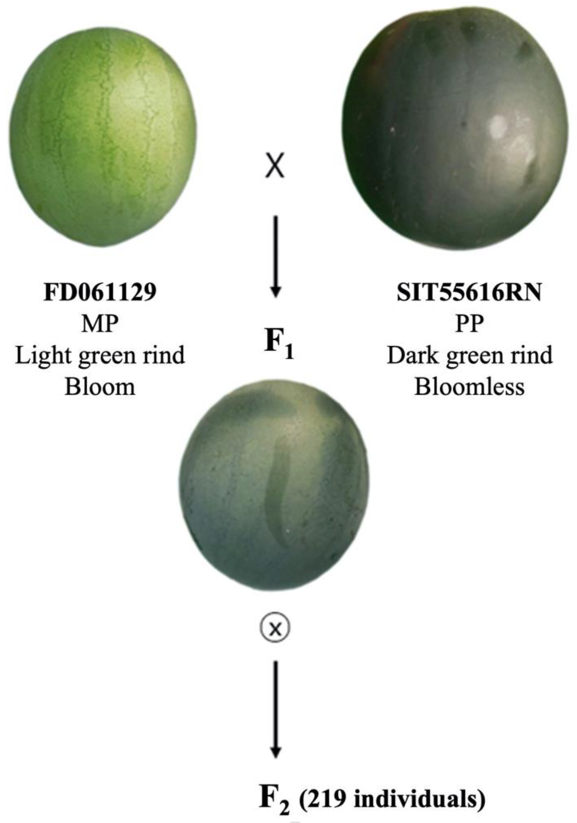 Plants 11 02739 g005 Plants 11 02739 g005