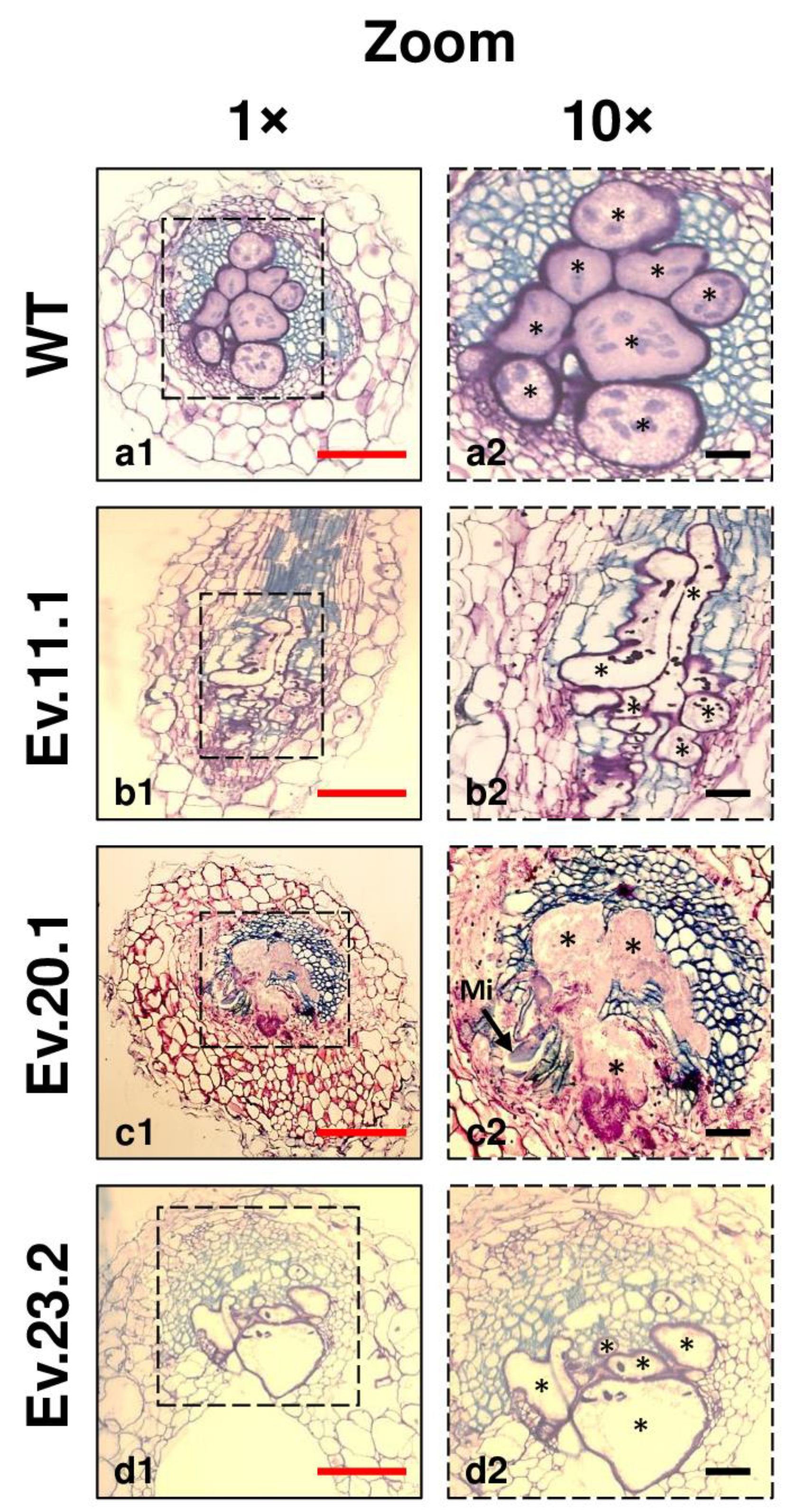 Plants 11 02744 g008 Plants 11 02744 g008