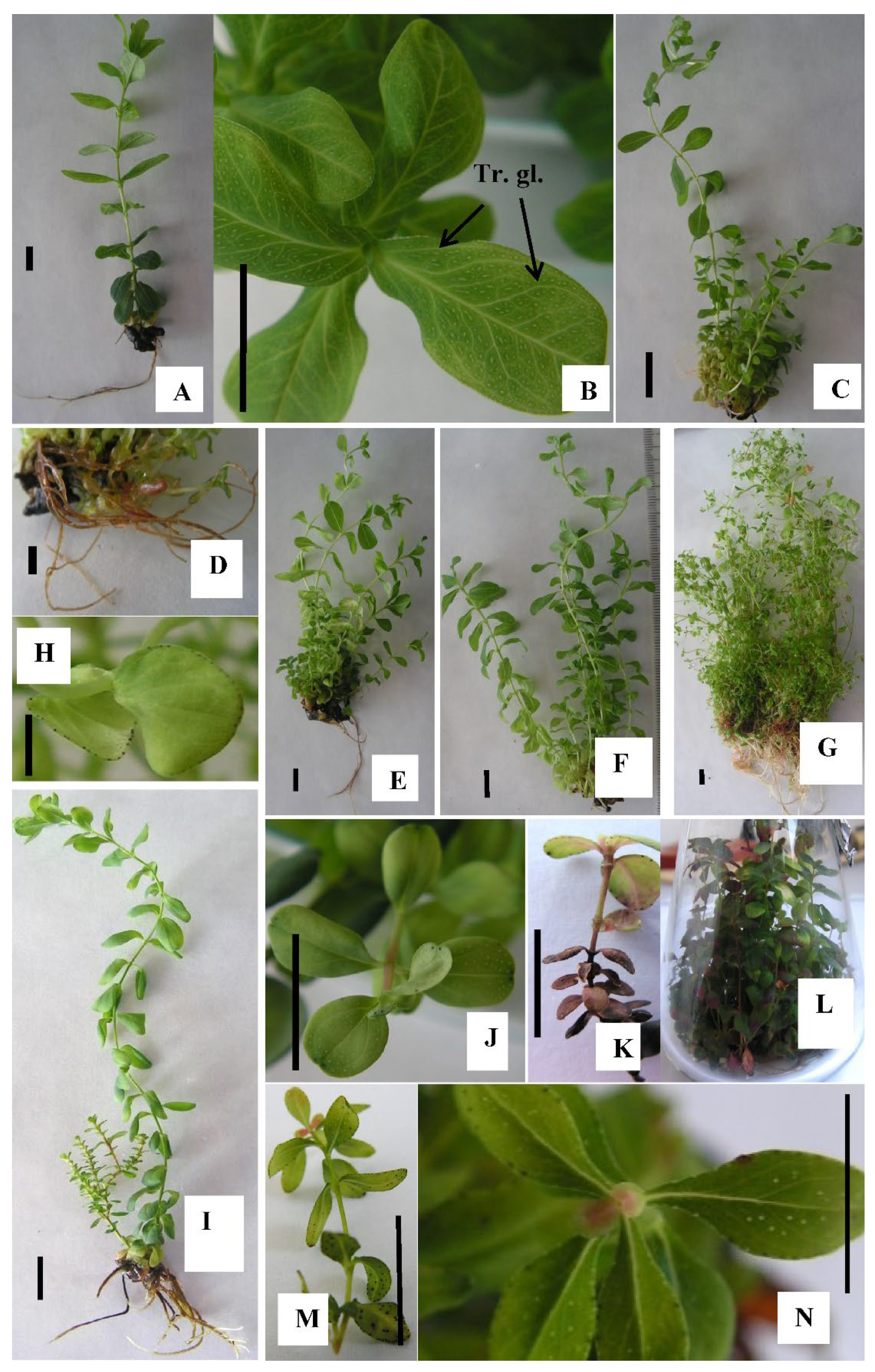 Plants 11 02753 g002 Plants 11 02753 g002