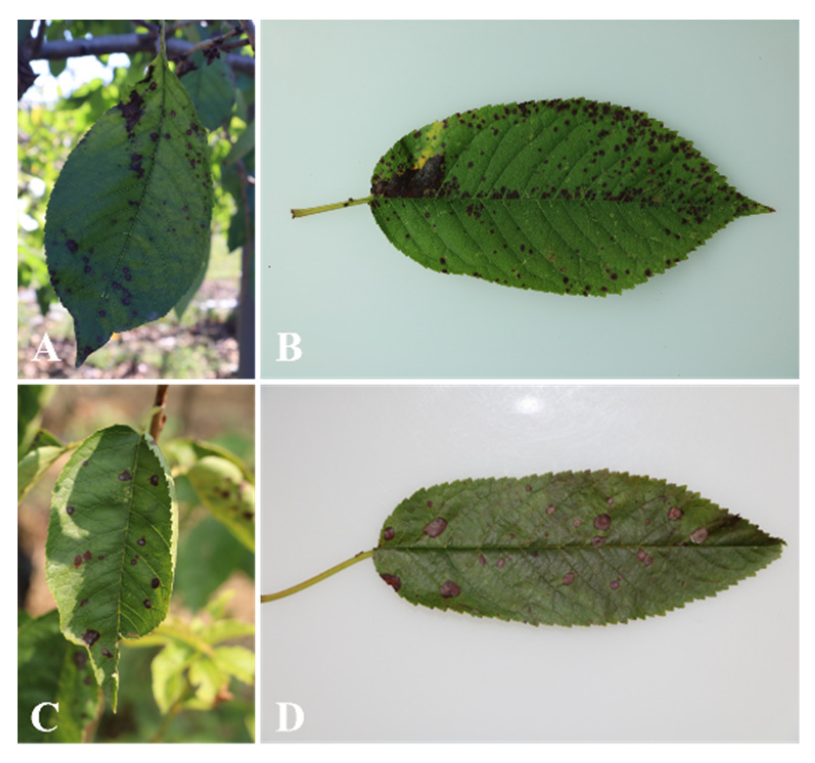 Plants 11 02760 g001 Plants 11 02760 g001