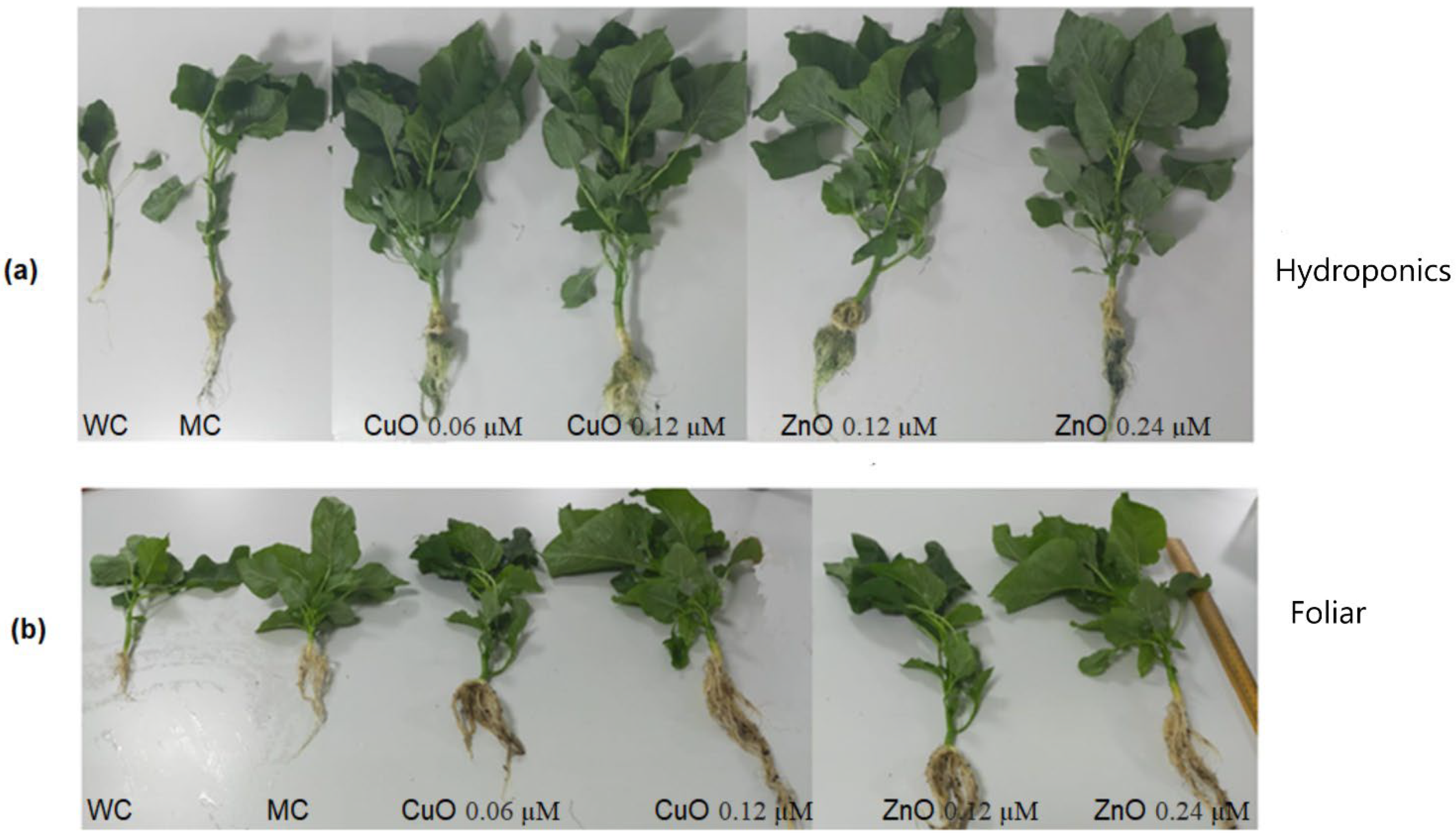 Plants 11 02776 g007