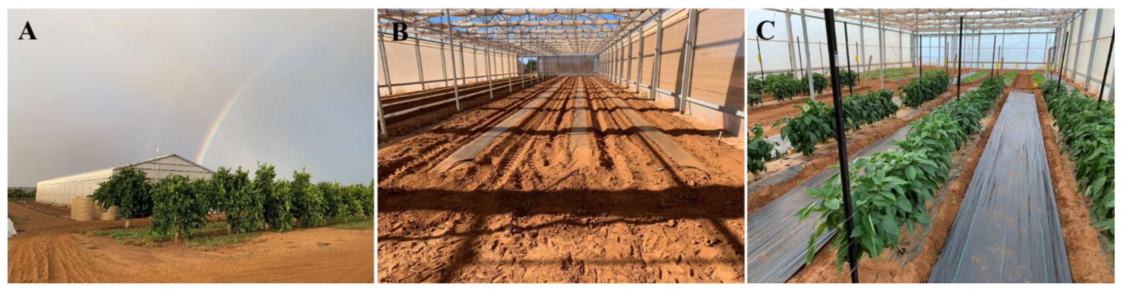 Plants 11 02794 g004