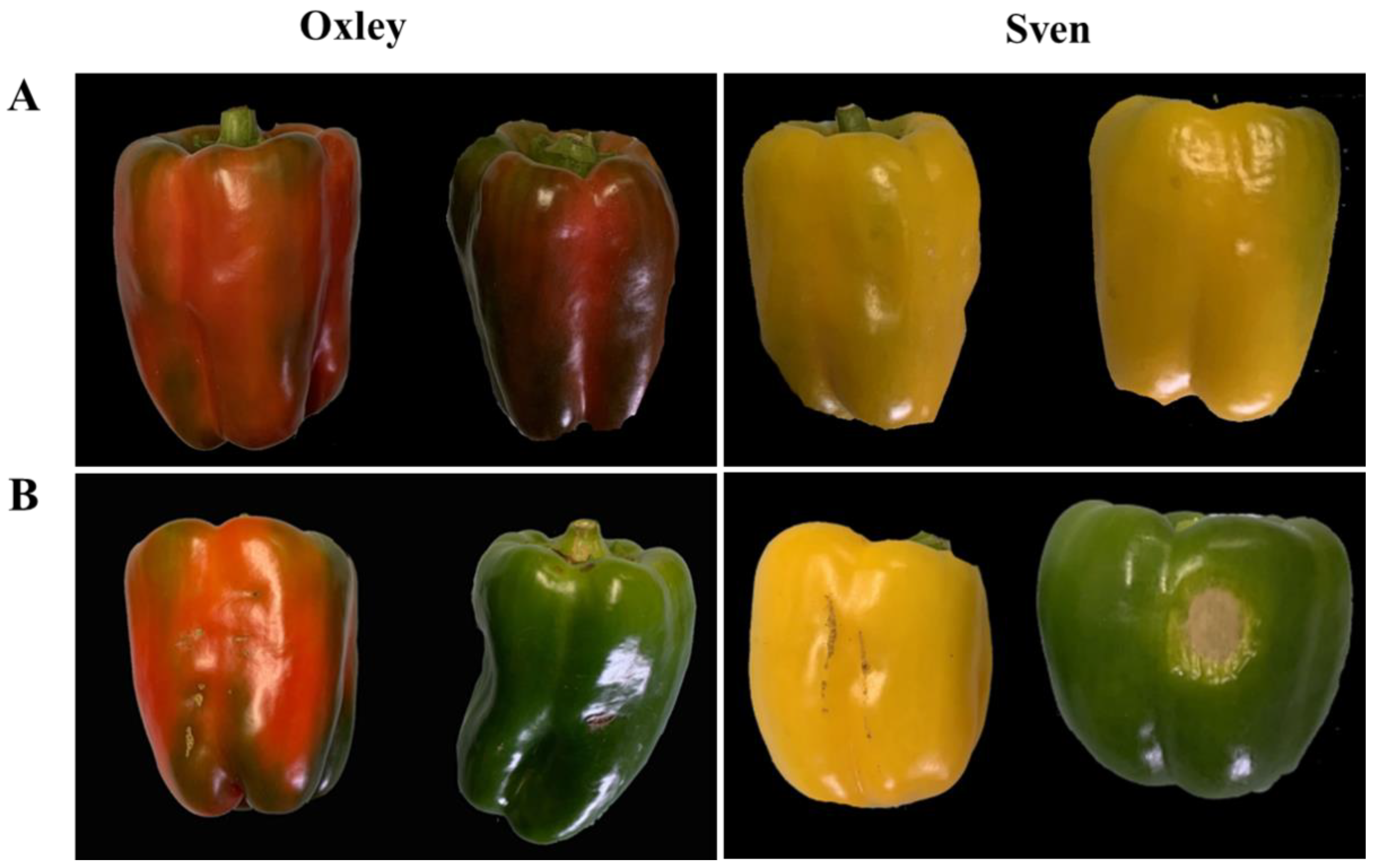 Plants 11 02794 g005