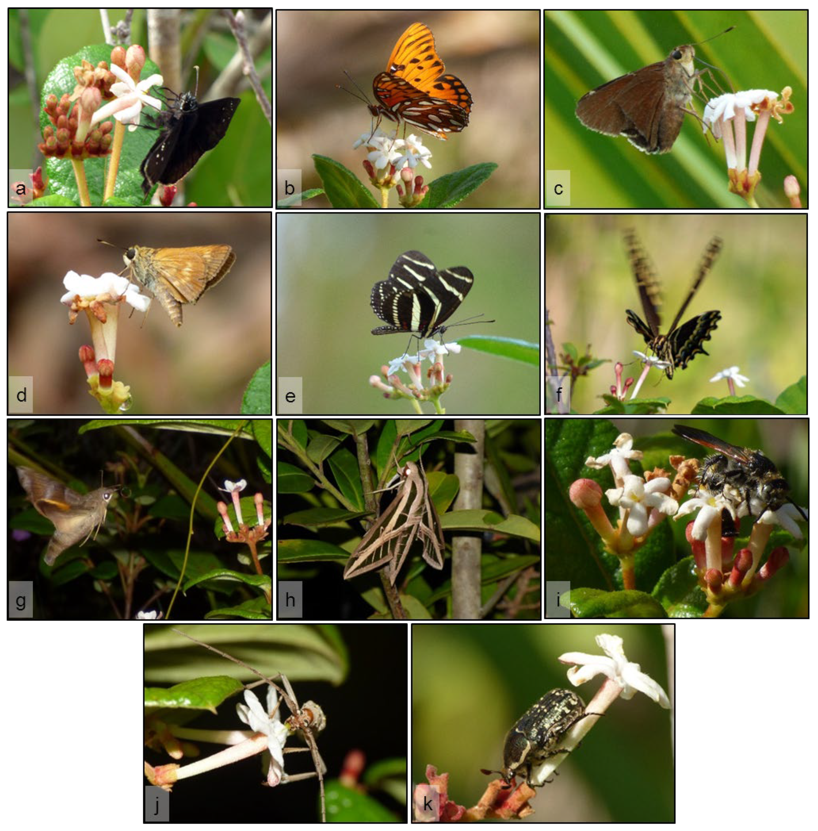 Plants 11 02799 g004