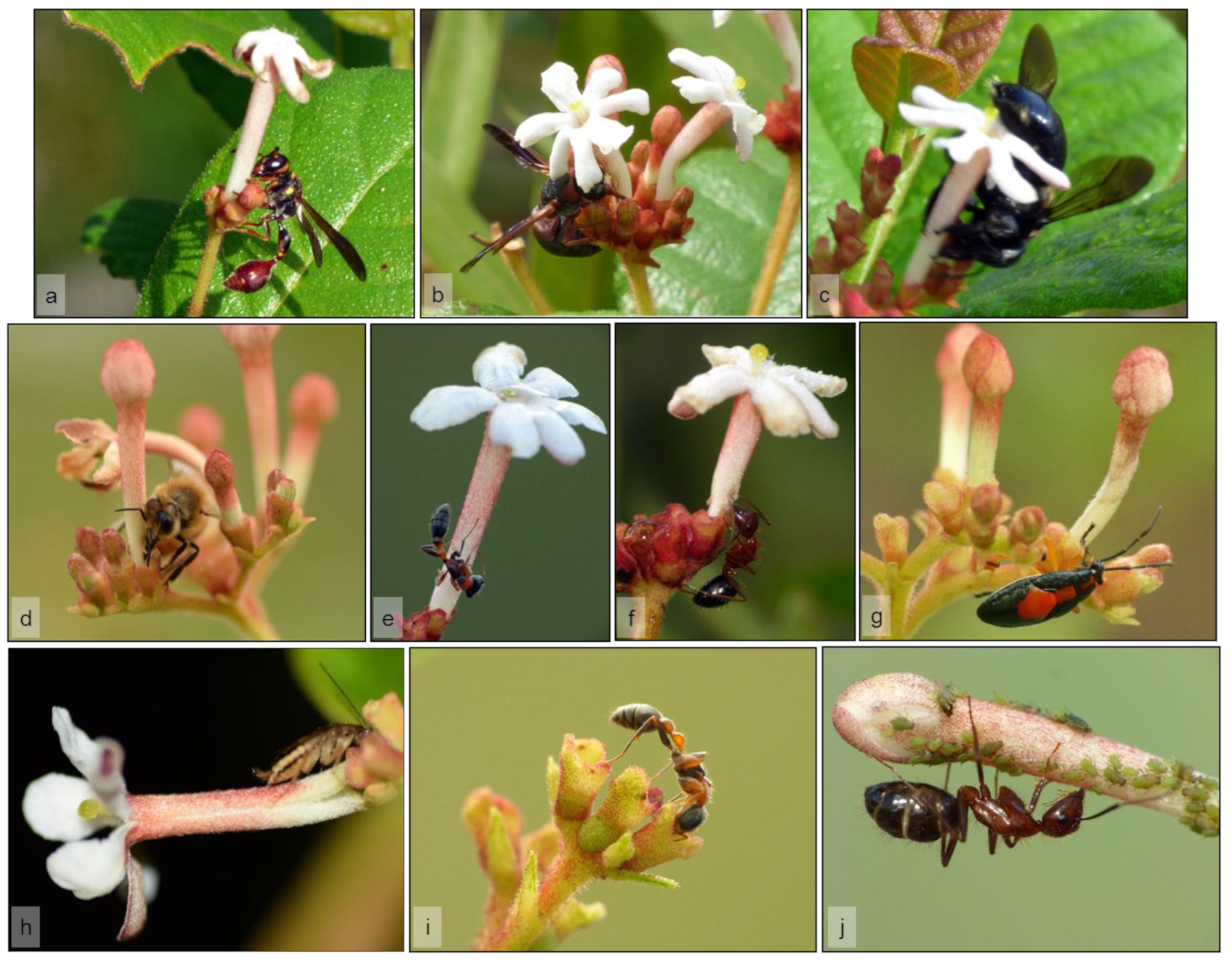 Plants 11 02799 g005