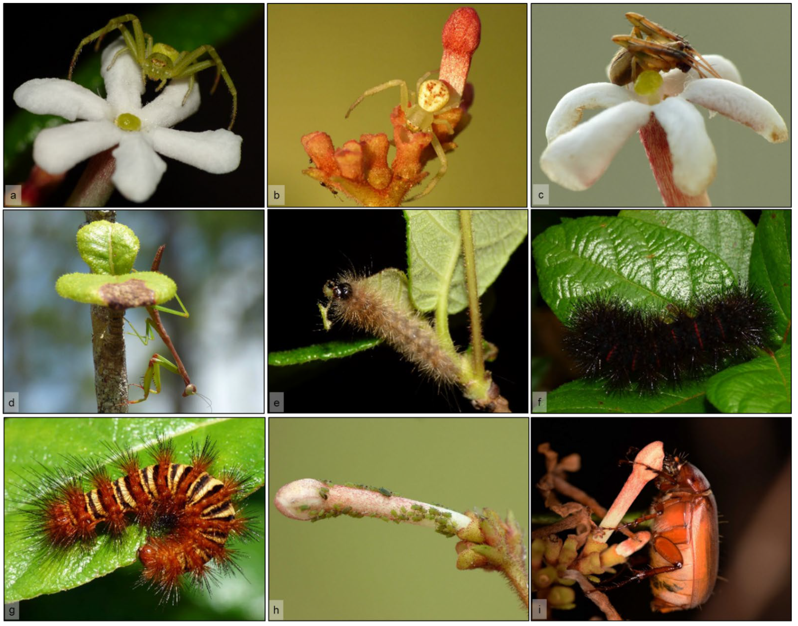 Plants 11 02799 g006