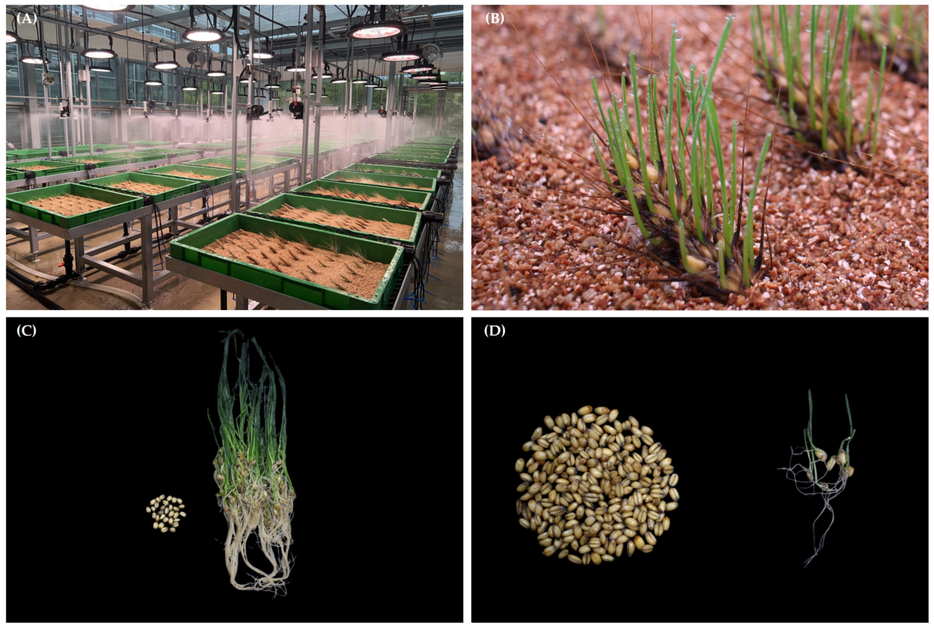 Plants 11 02807 g001 Plants 11 02807 g001