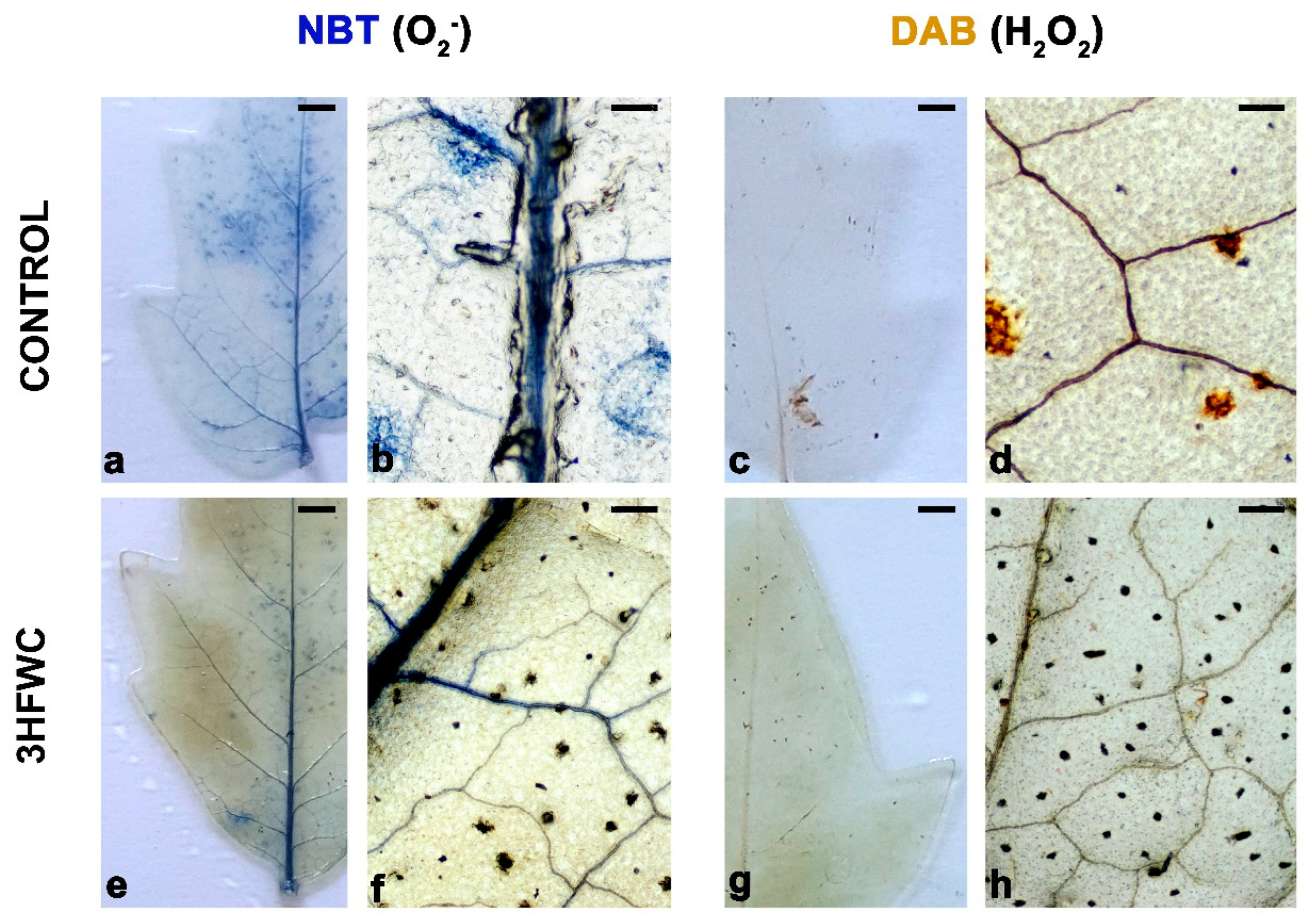 Plants 11 02810 g005