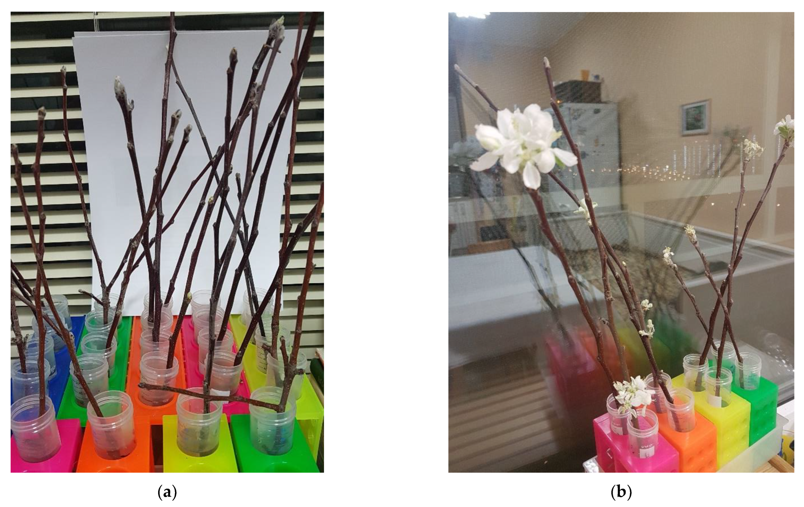 Plants 11 02811 g008