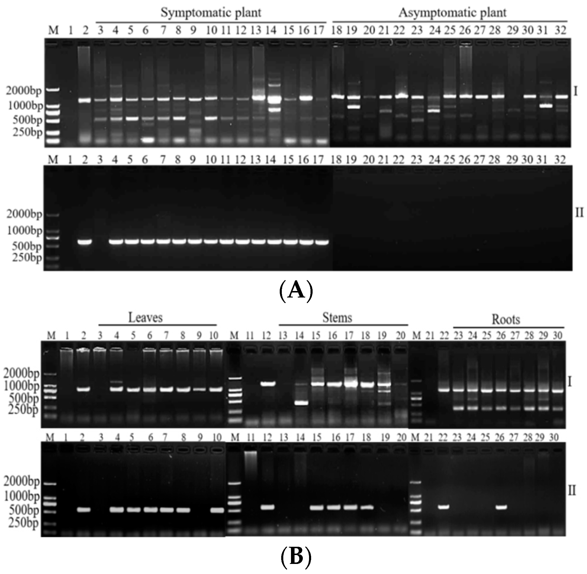 Plants 11 02817 g001