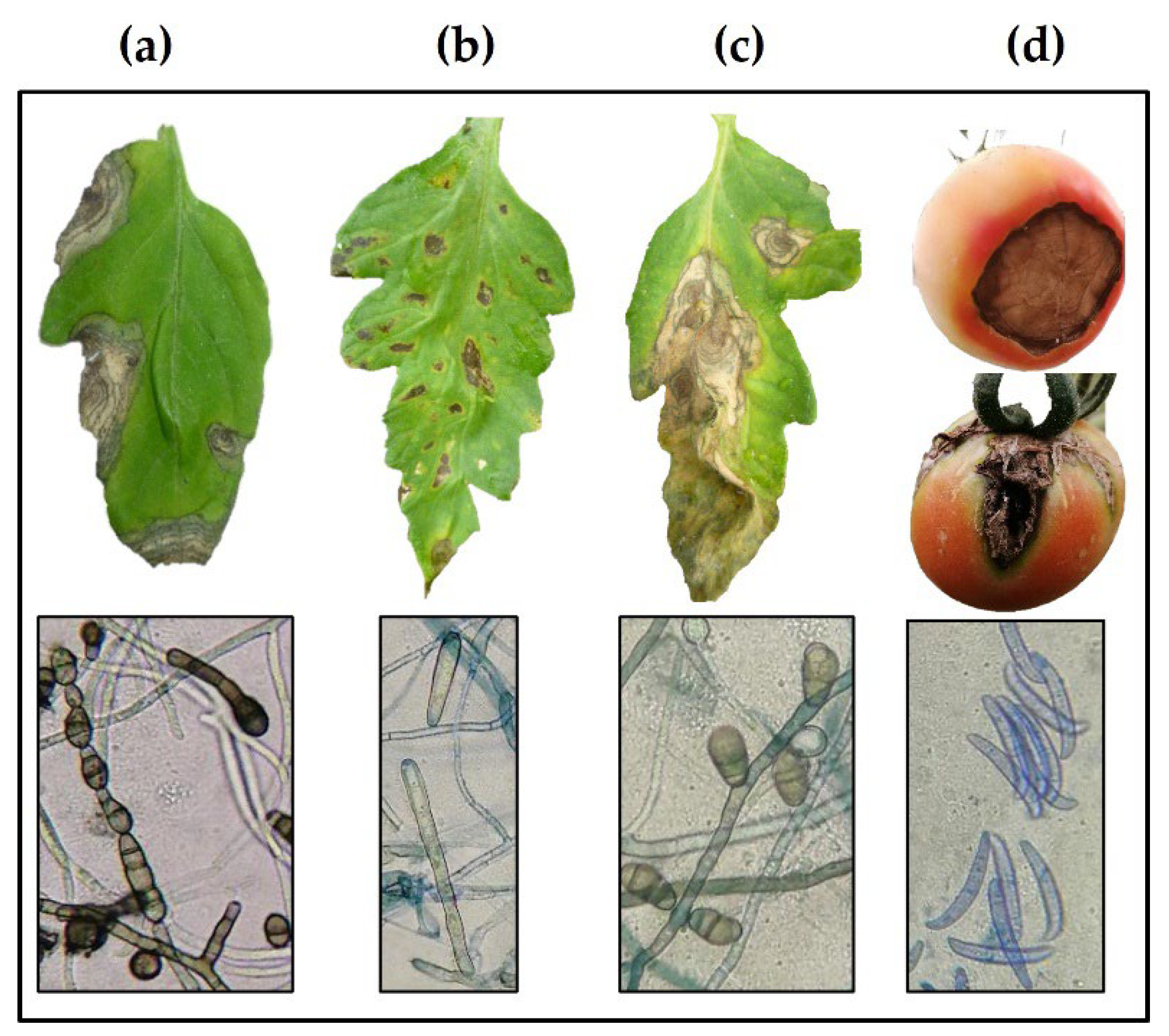 Plants 11 02821 g001