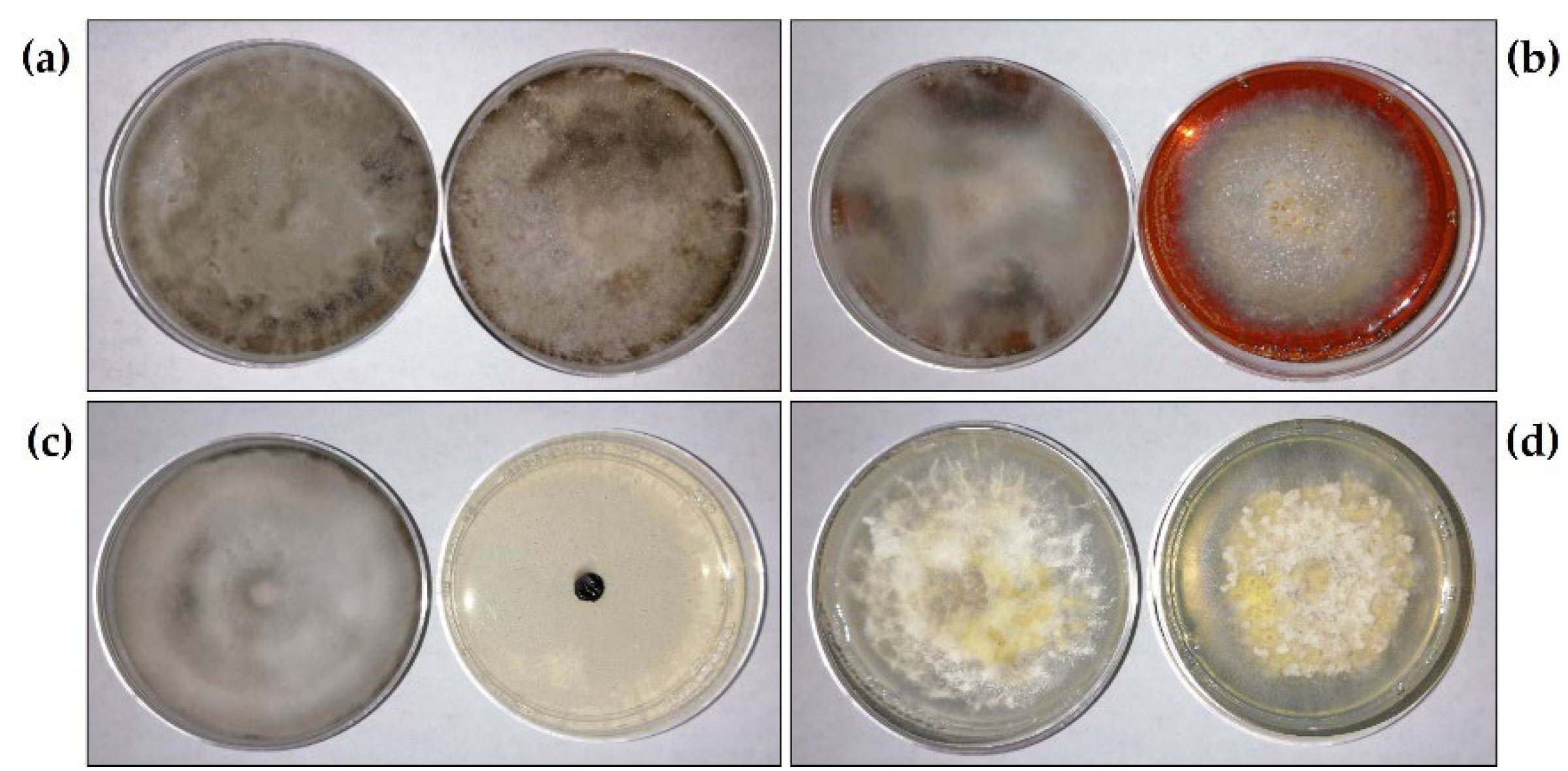 Plants 11 02821 g002