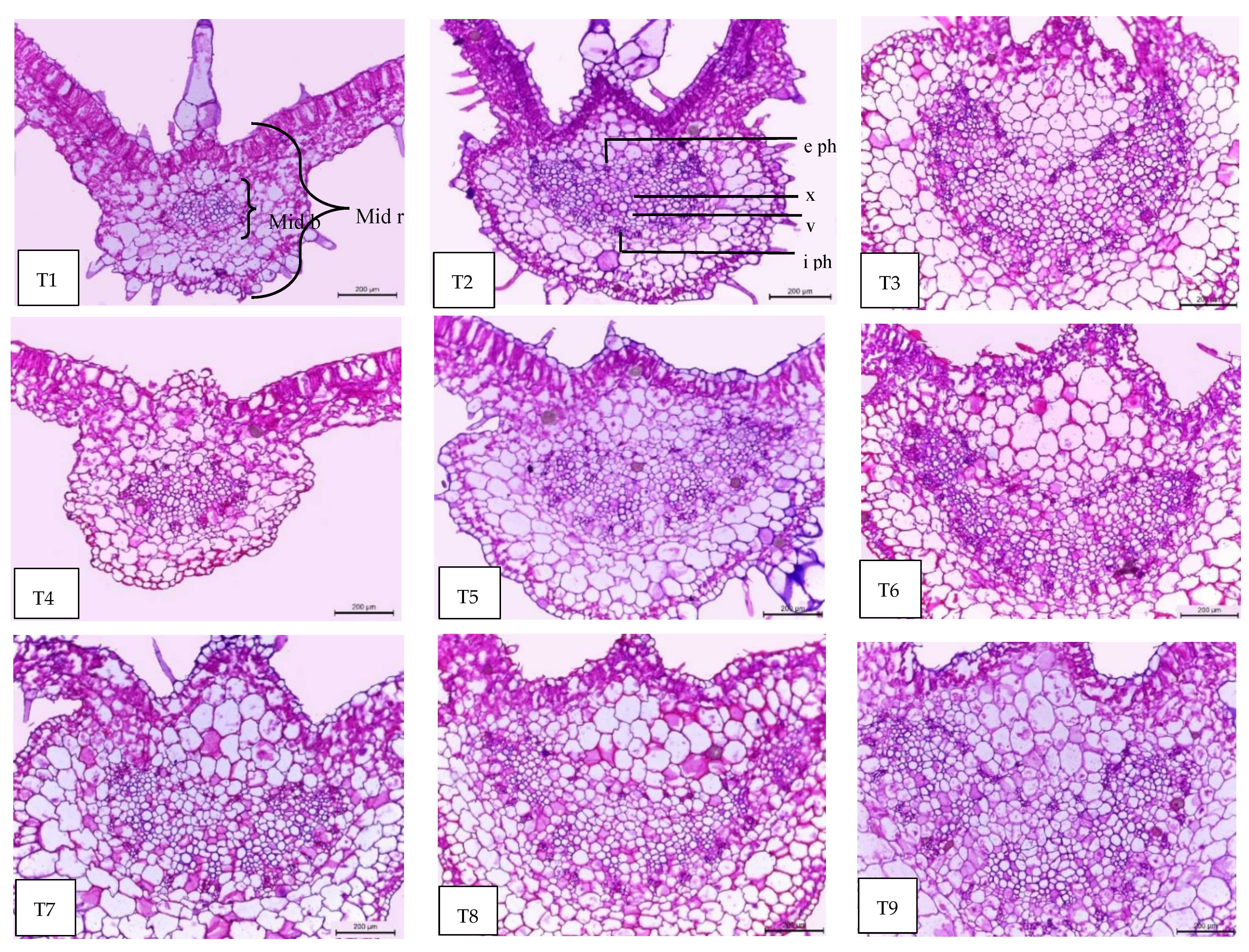 Plants 11 02822 g008 Plants 11 02822 g008
