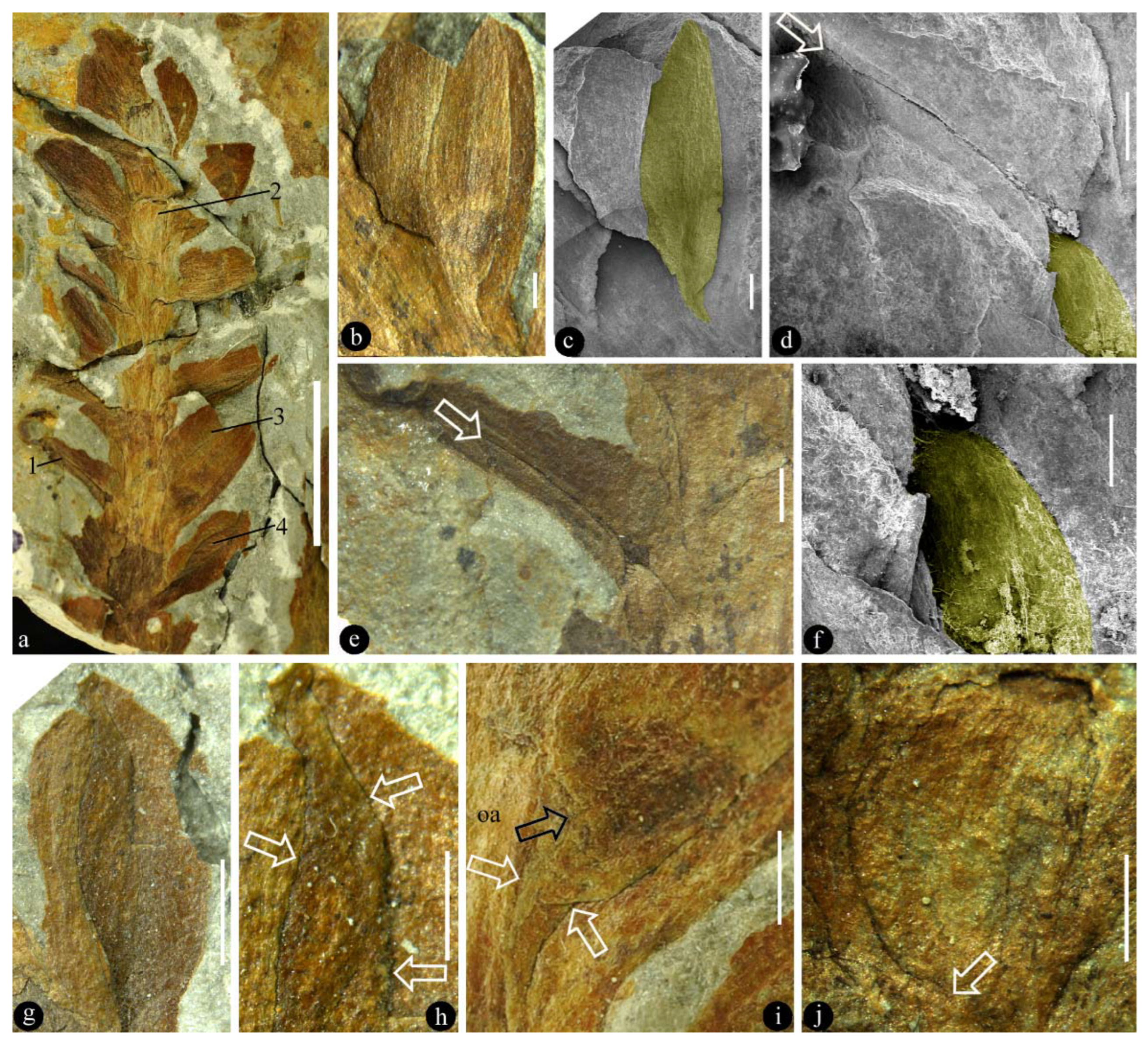 Plants | Free Full-Text | Pre-Carpels from the Middle Triassic of Spain