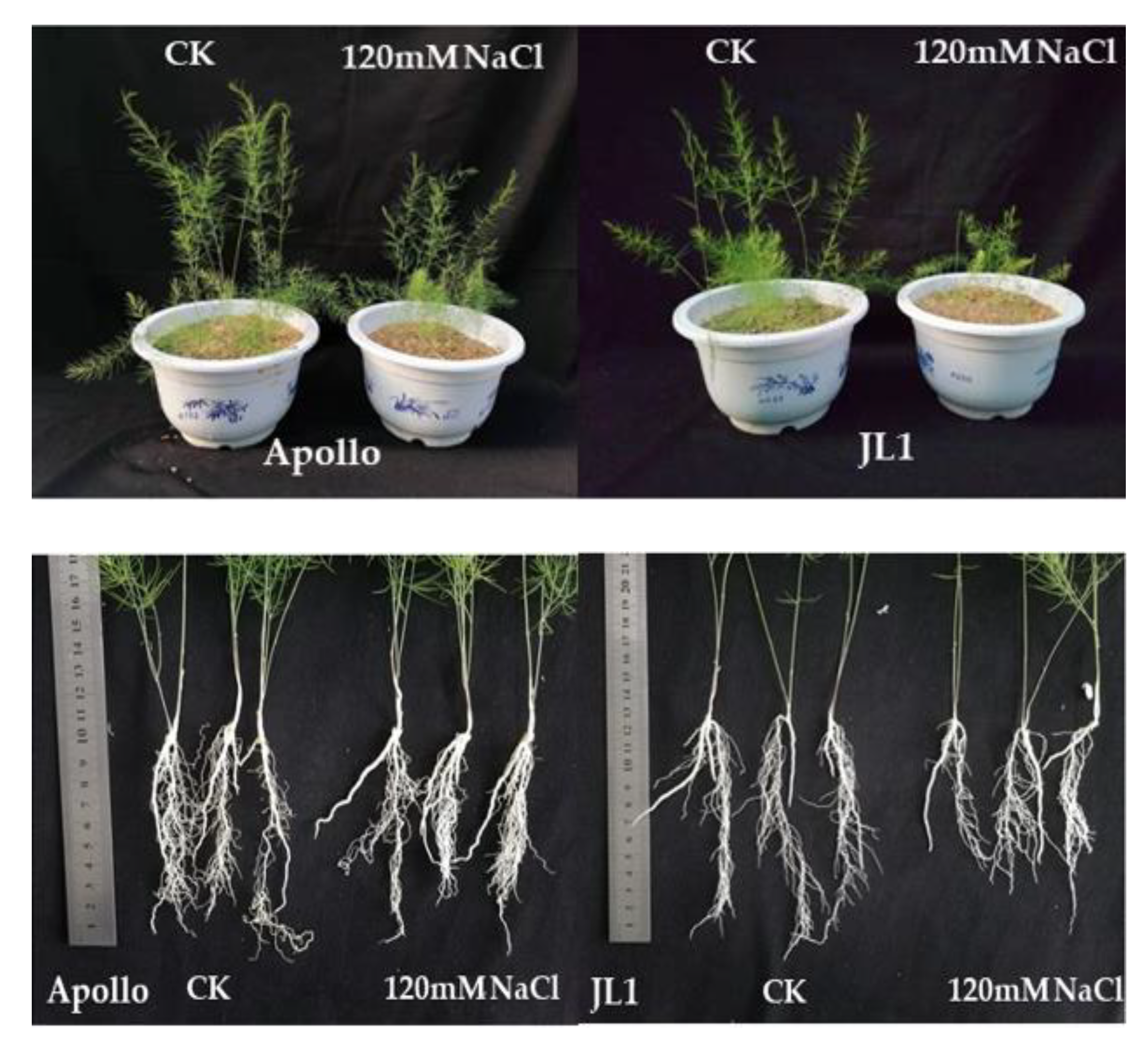 Plants 11 02836 g001